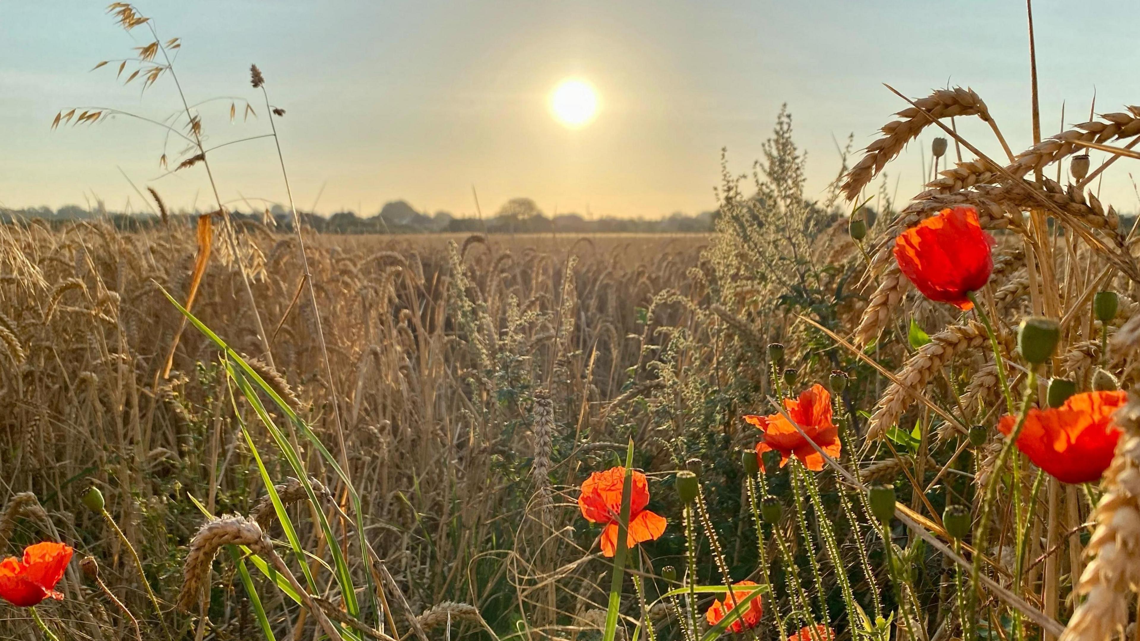 A golden wheat field with poppies in the foreground and the sun rising in a hazy sky