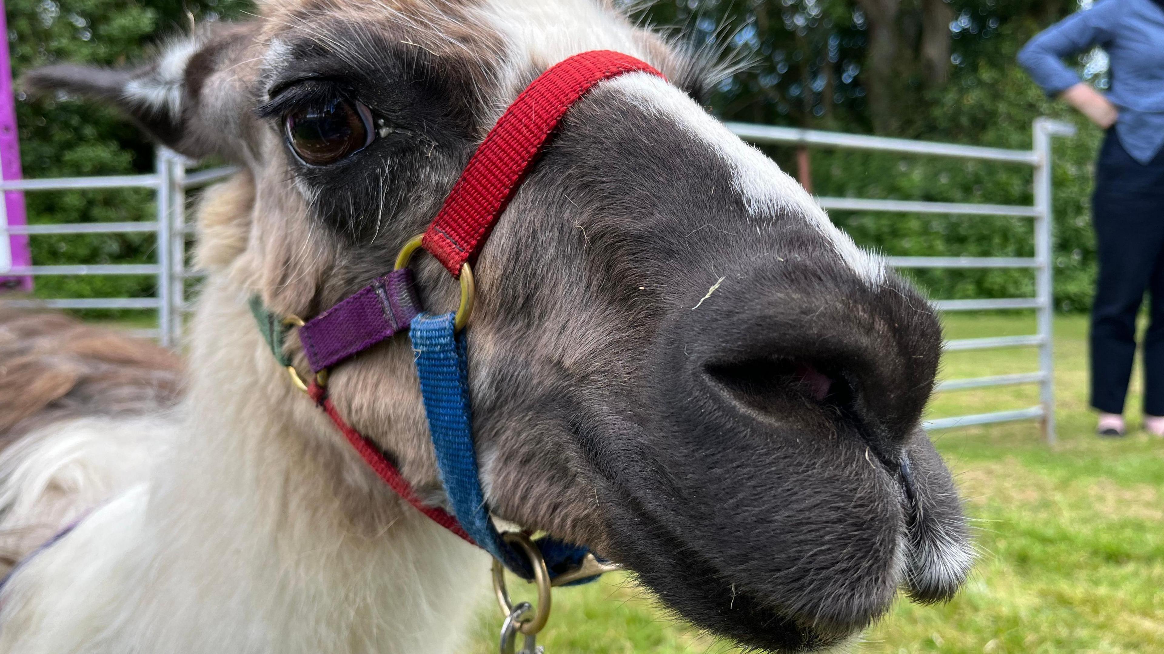 Harry the llama wearing a red, blue, purple and green bridle. The llama has light, dark and white fur and is looking into the camera.  