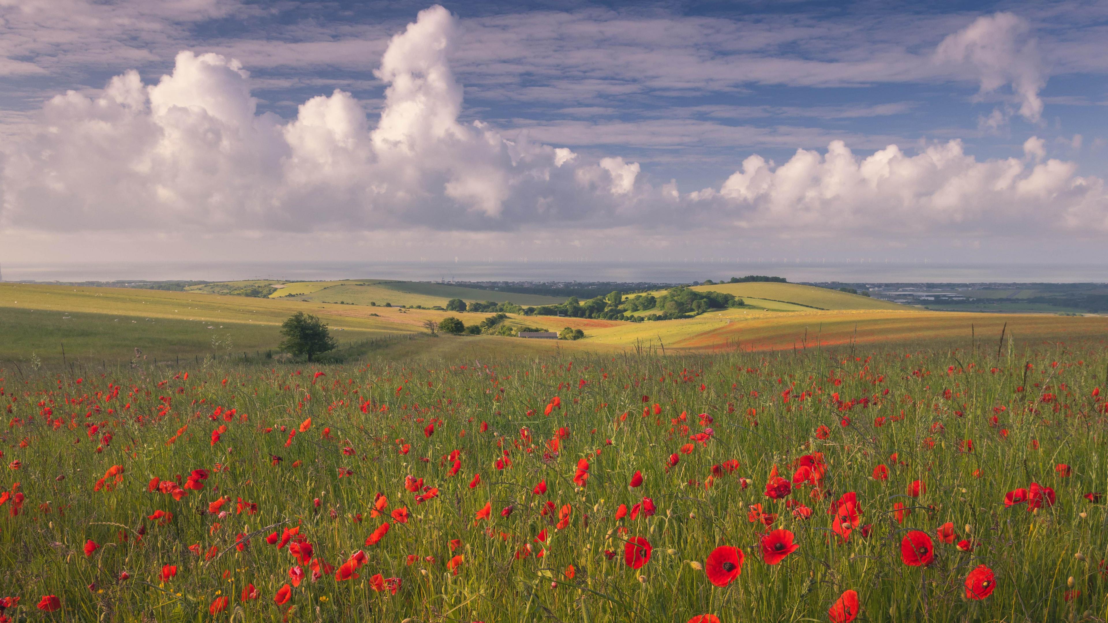 A field of poppies with large clouds in the sky above.