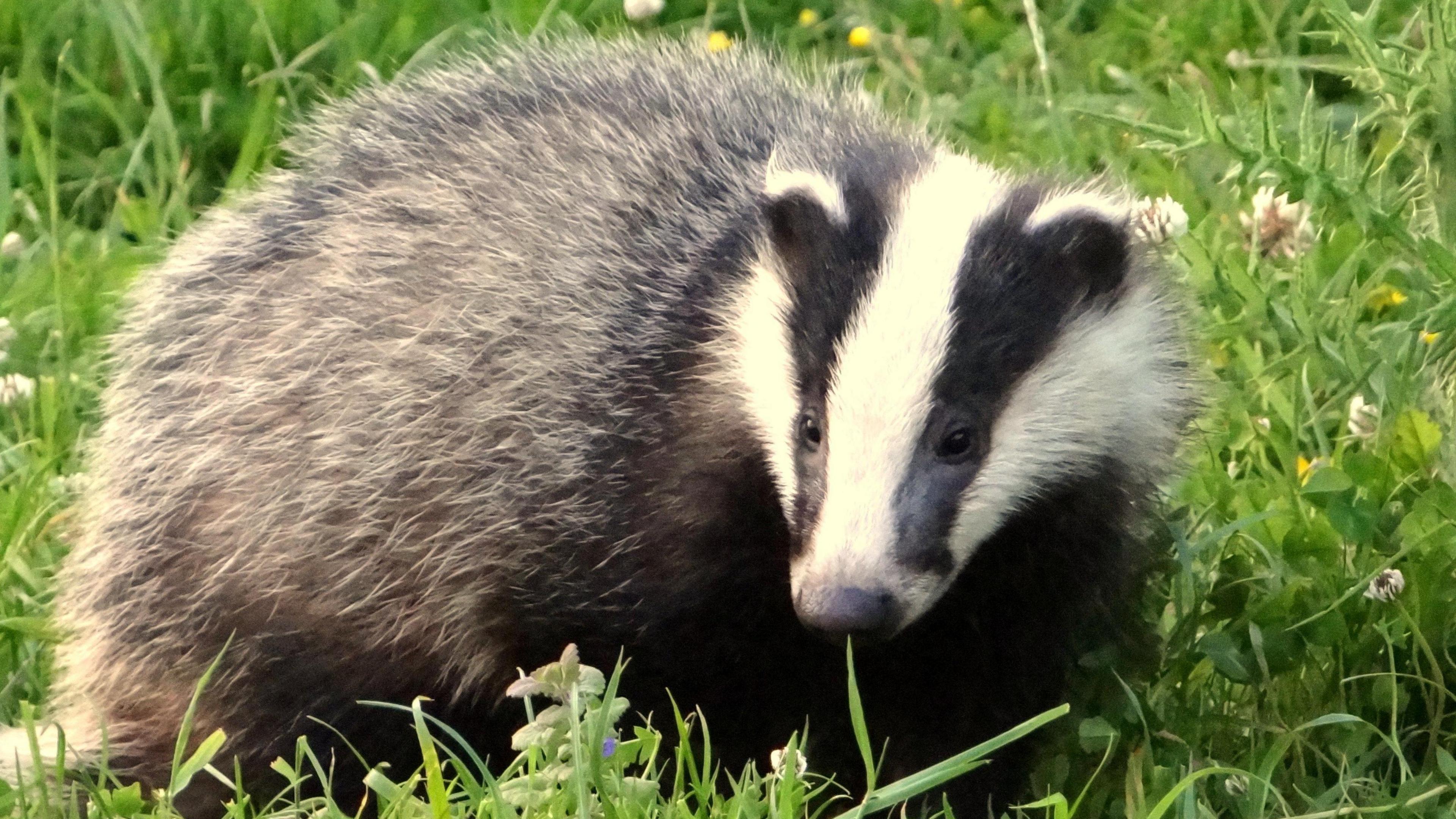 A badger walking through grass