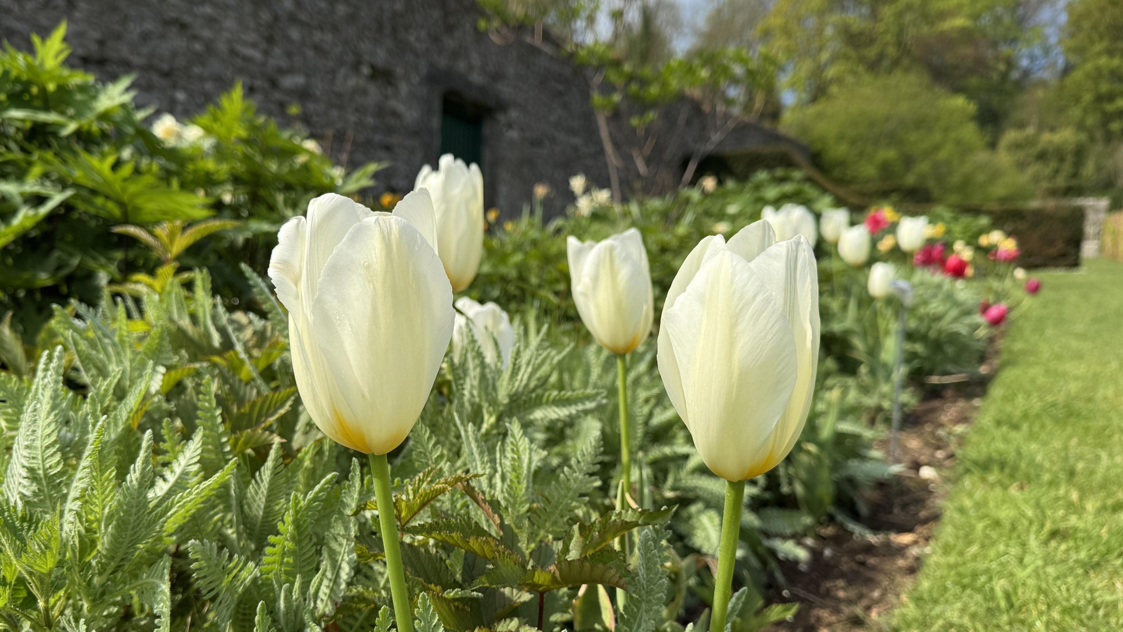 white tulips with green stems