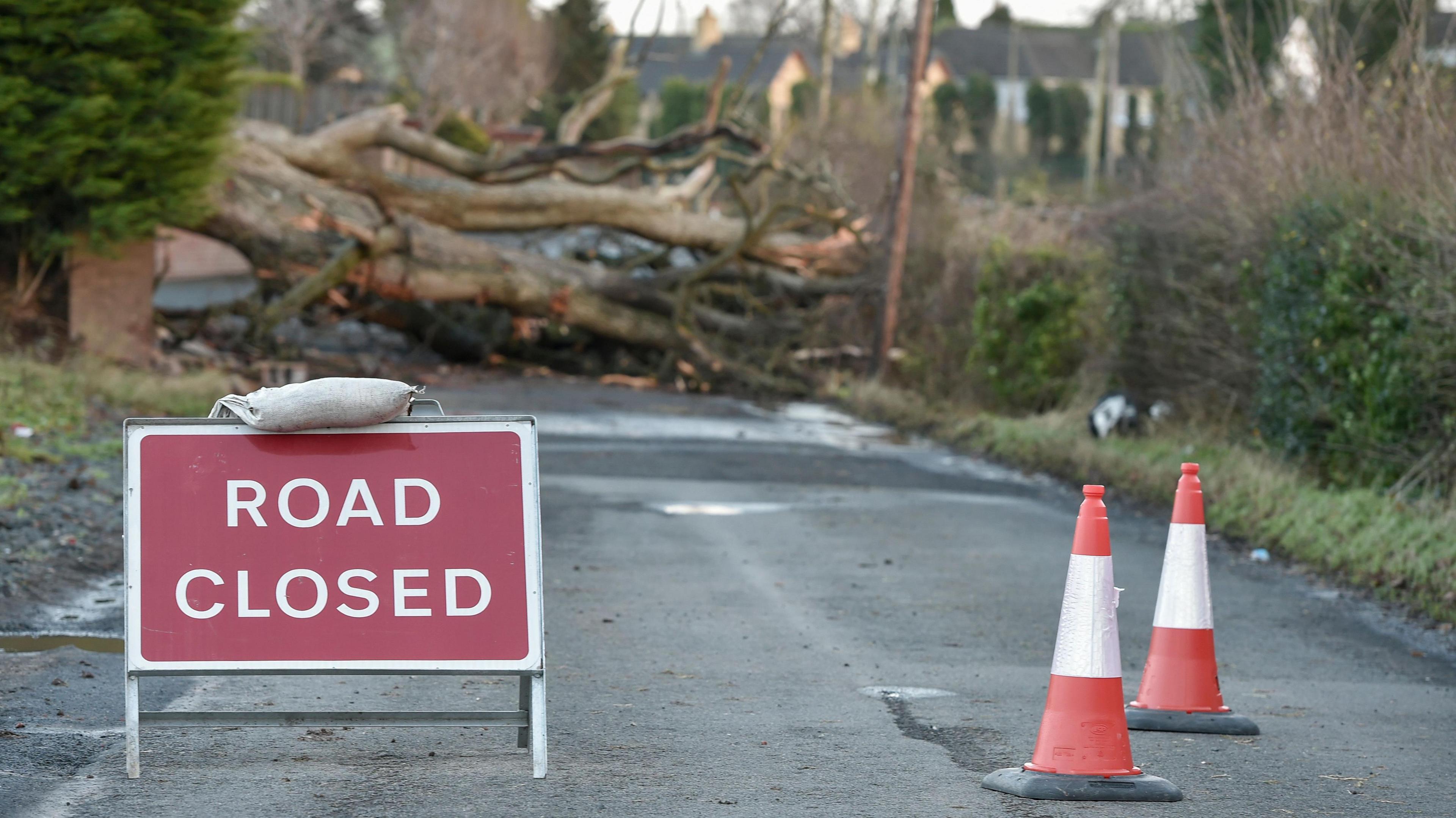 A red and white-coloured metal sign sits to the left of a small road. It read 'ROAD CLOSED' in capital letters. There are red and white striped plastic cones on the right. The background is out of focus, but there is a large tree lying across the road blocking access and green-coloured hedges on either side.