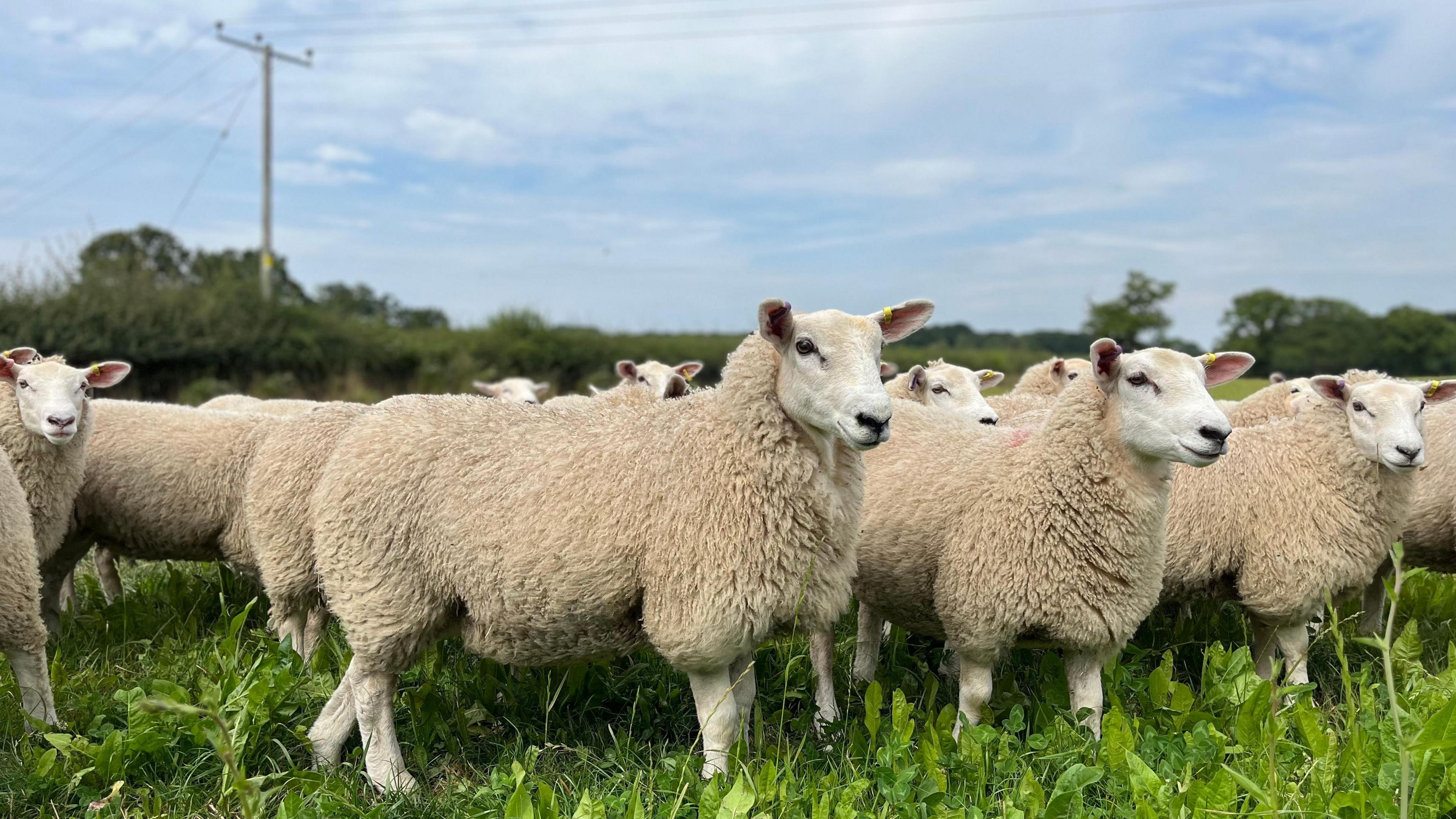 A herd of sheep in a field with a cloudy sky above