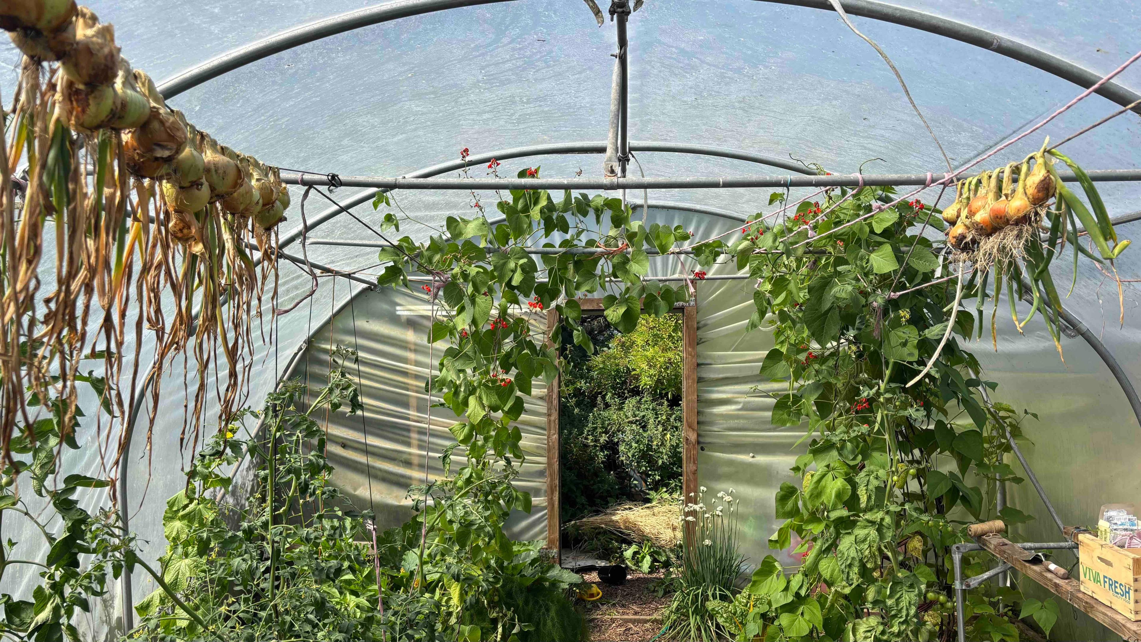 Polytunnel Mari ac Emyr