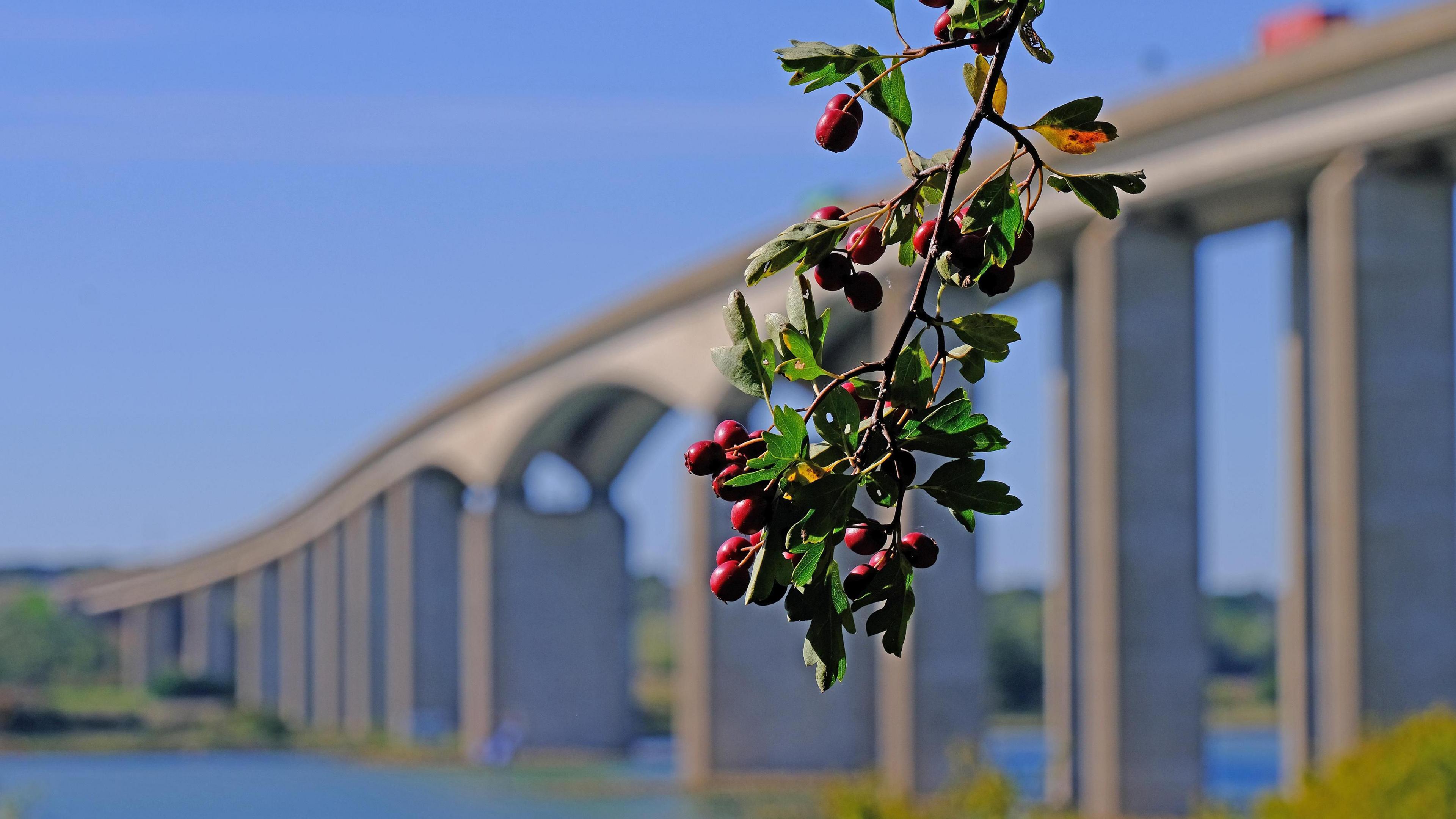 A bush branch with red berries hangs down in the foreground. Out of focus behind it is the Orwell Bridge.