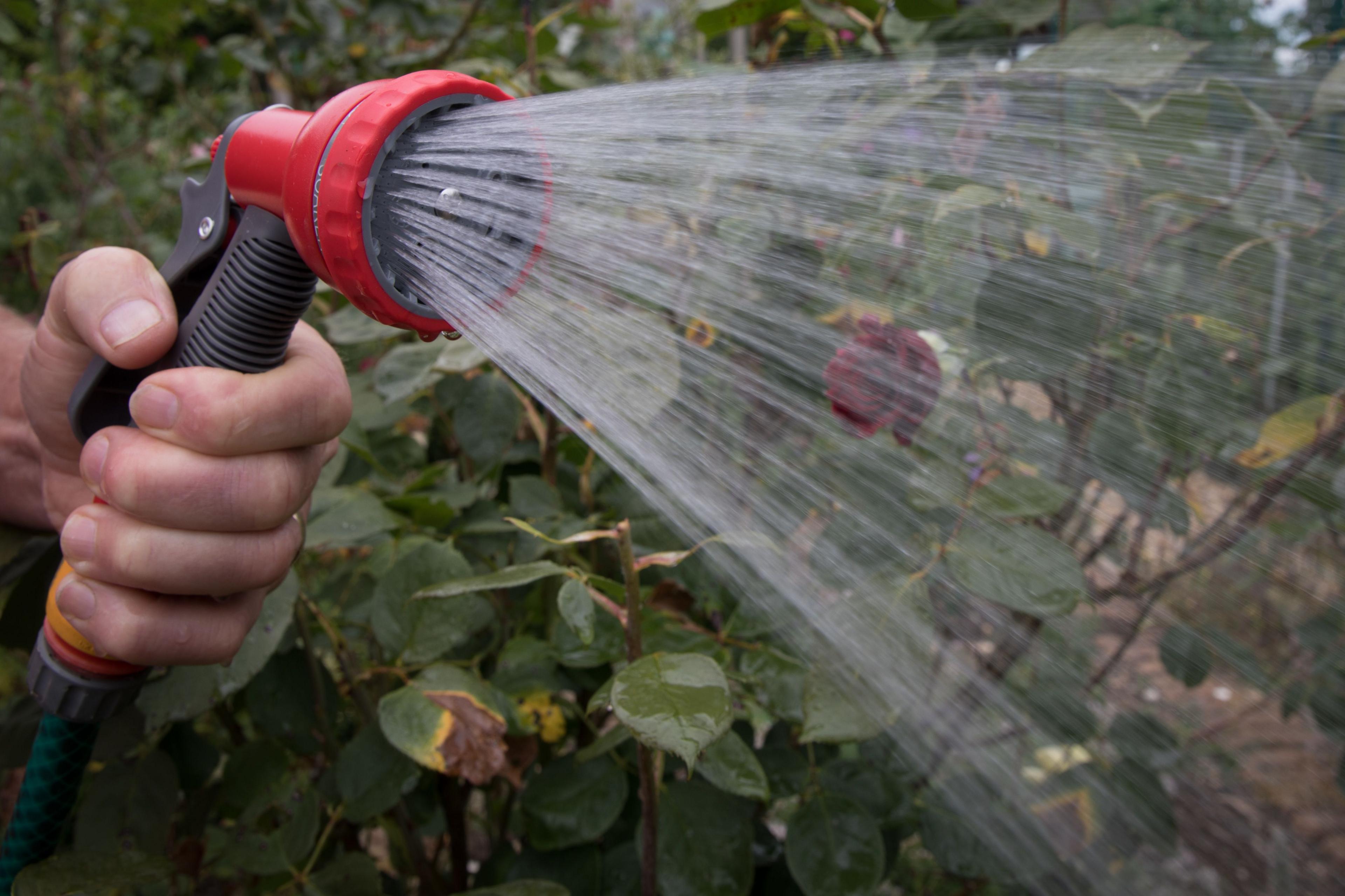 A person's hand holding an adjustable hosehead and spraying water over flowers in a hedge