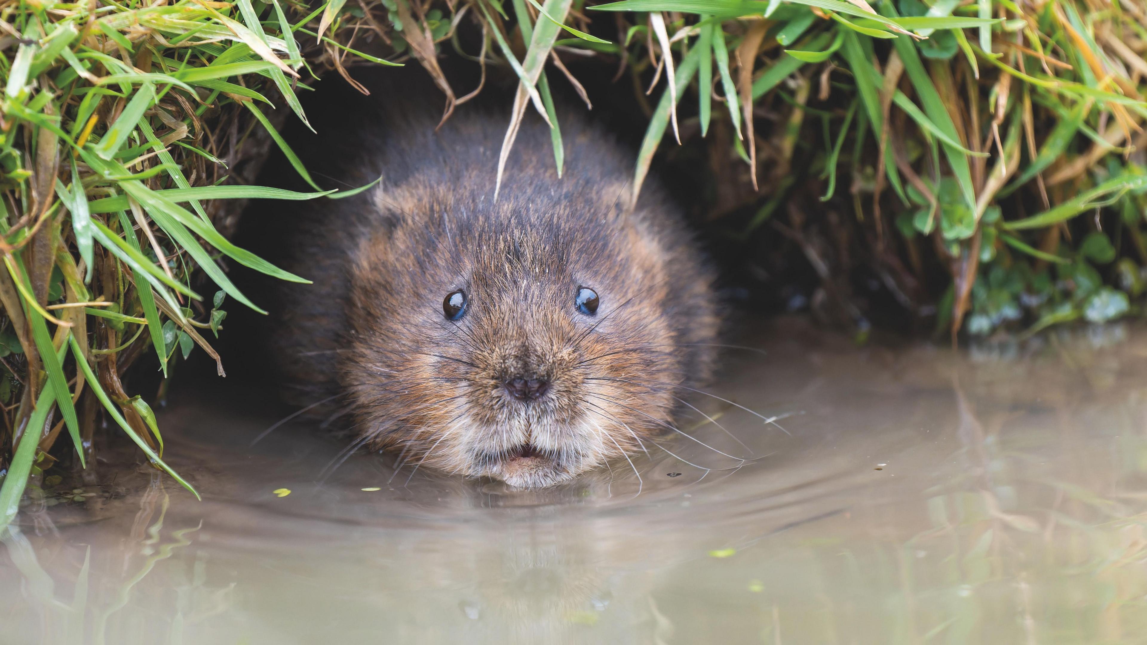 A water vole