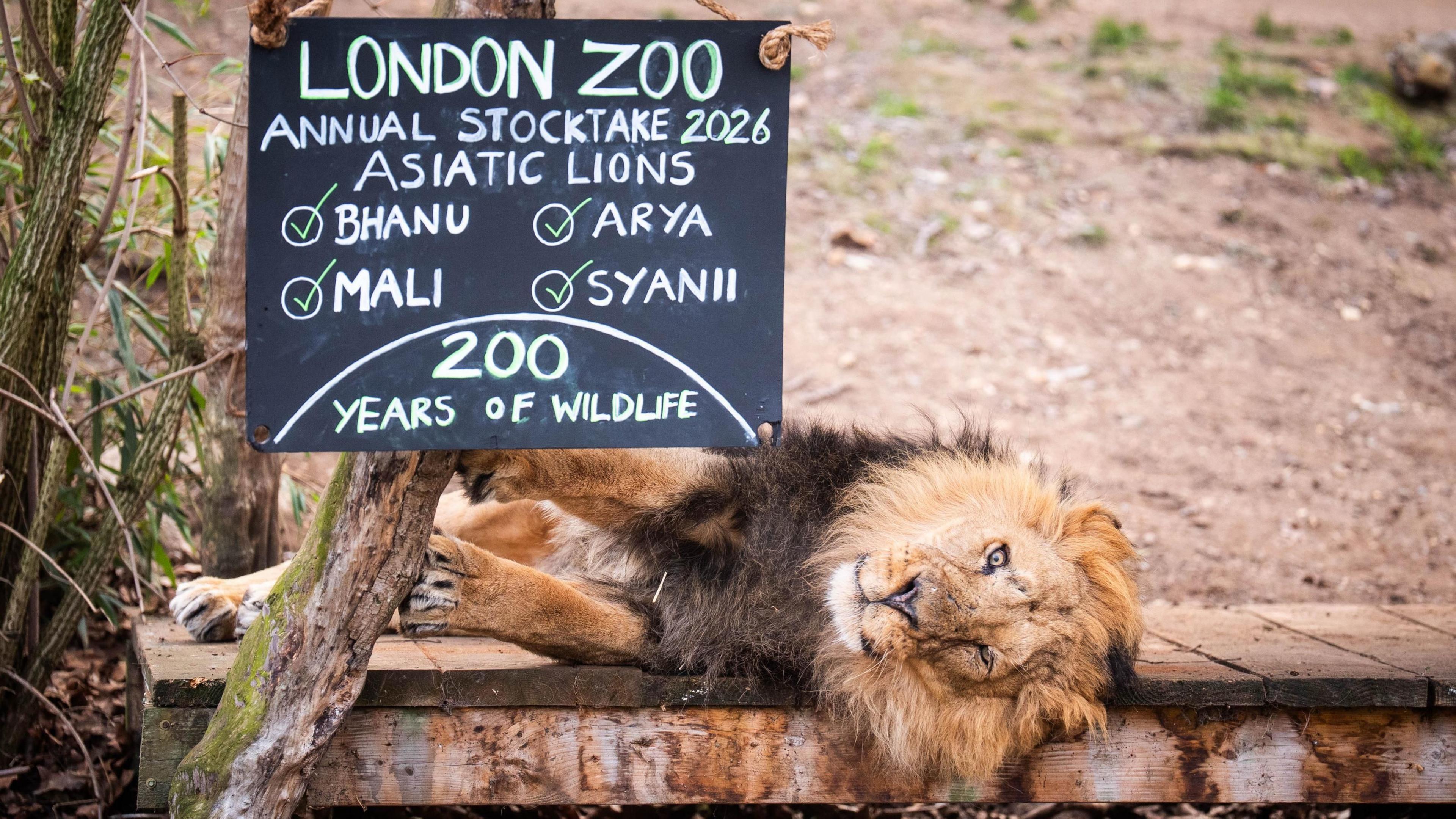 An Asiatic lion lies on it side next to a wooden notice reading: "London Zoo annual stocktake 2026 Asiatic lions. Bhanu Mali Syanii Arya 200 years of wildlife." 