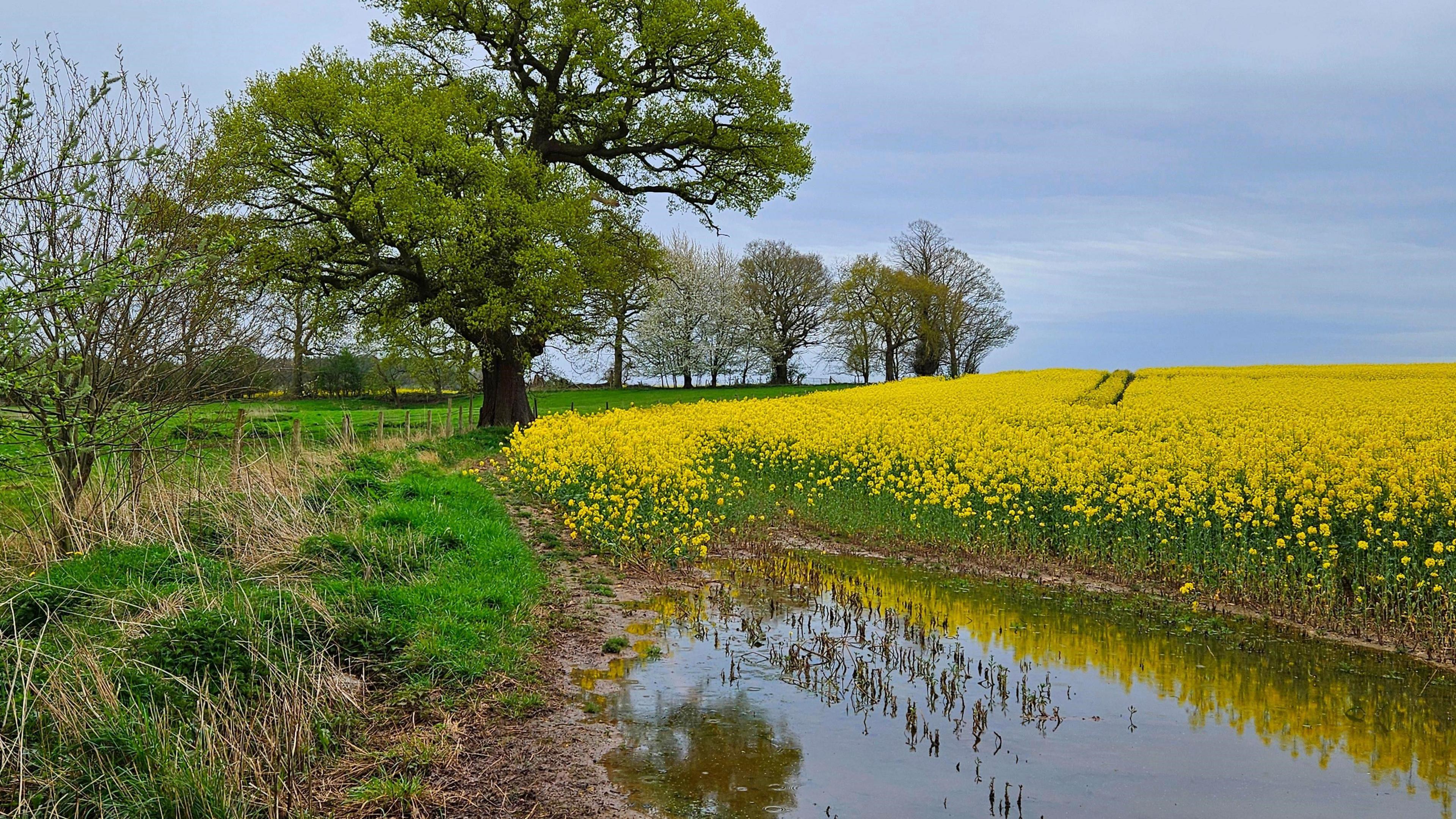 Flooded rapeseed field on a grey day