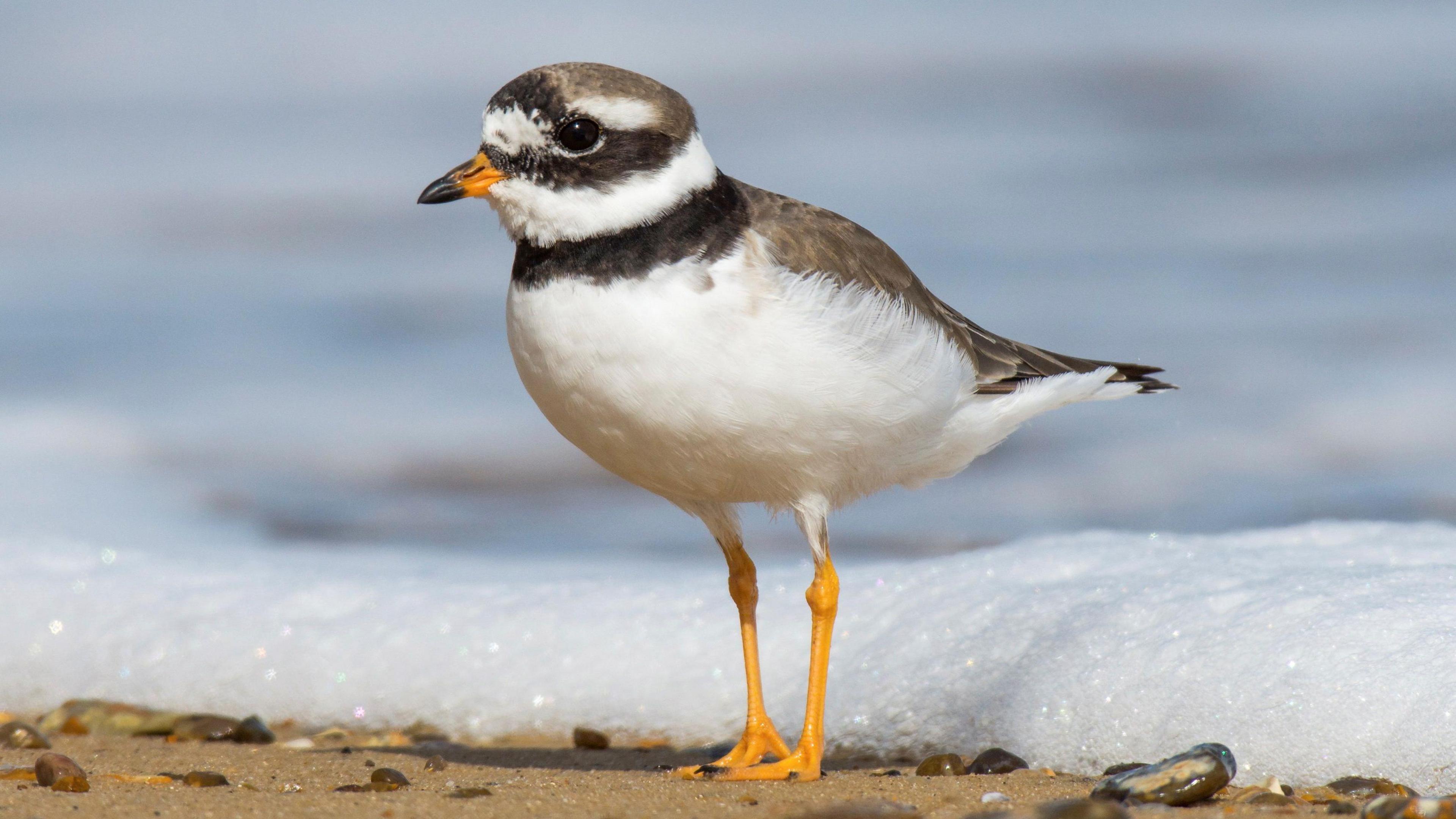 A Ringed Plover standing on the beach, with a wave coming in from behind the bird.