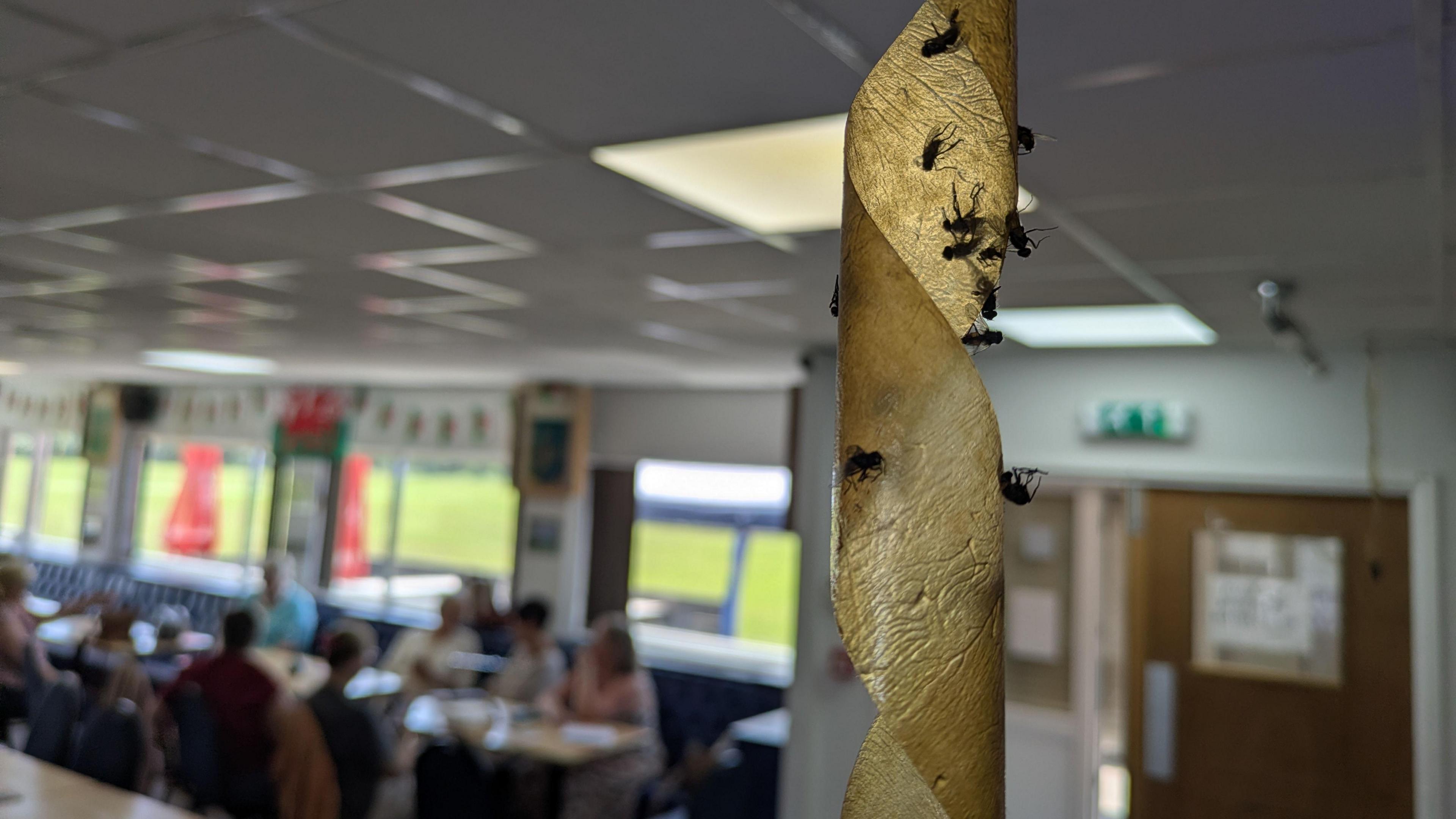 A close up of fly tape covered in dead flies. It's hanging in a social club and in the background out of focus people are taking part in a coffee morning.