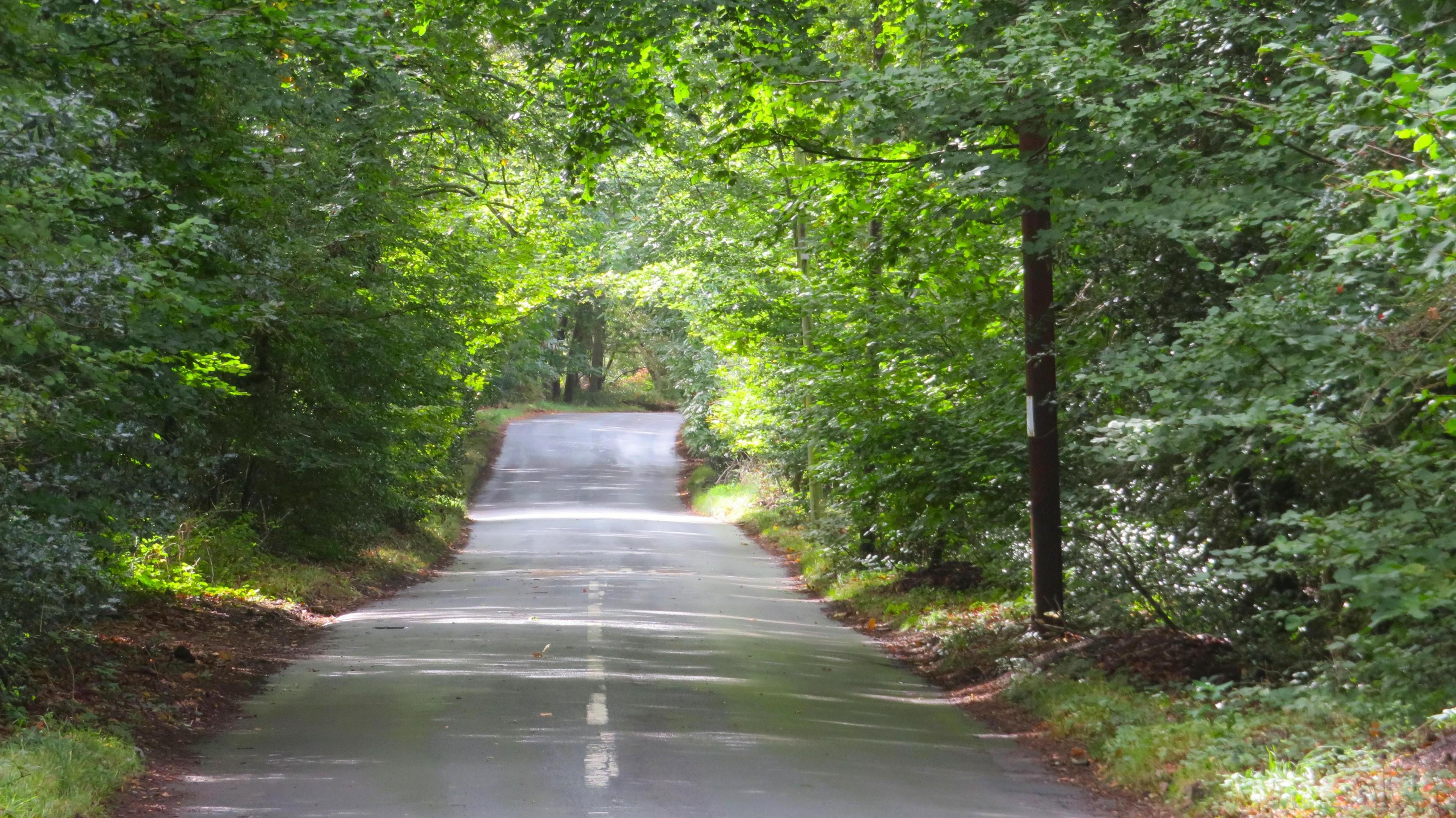 A road with overhanging trees the whole way down can be seen - with sunshine coming through the branches causing shadows on the road.