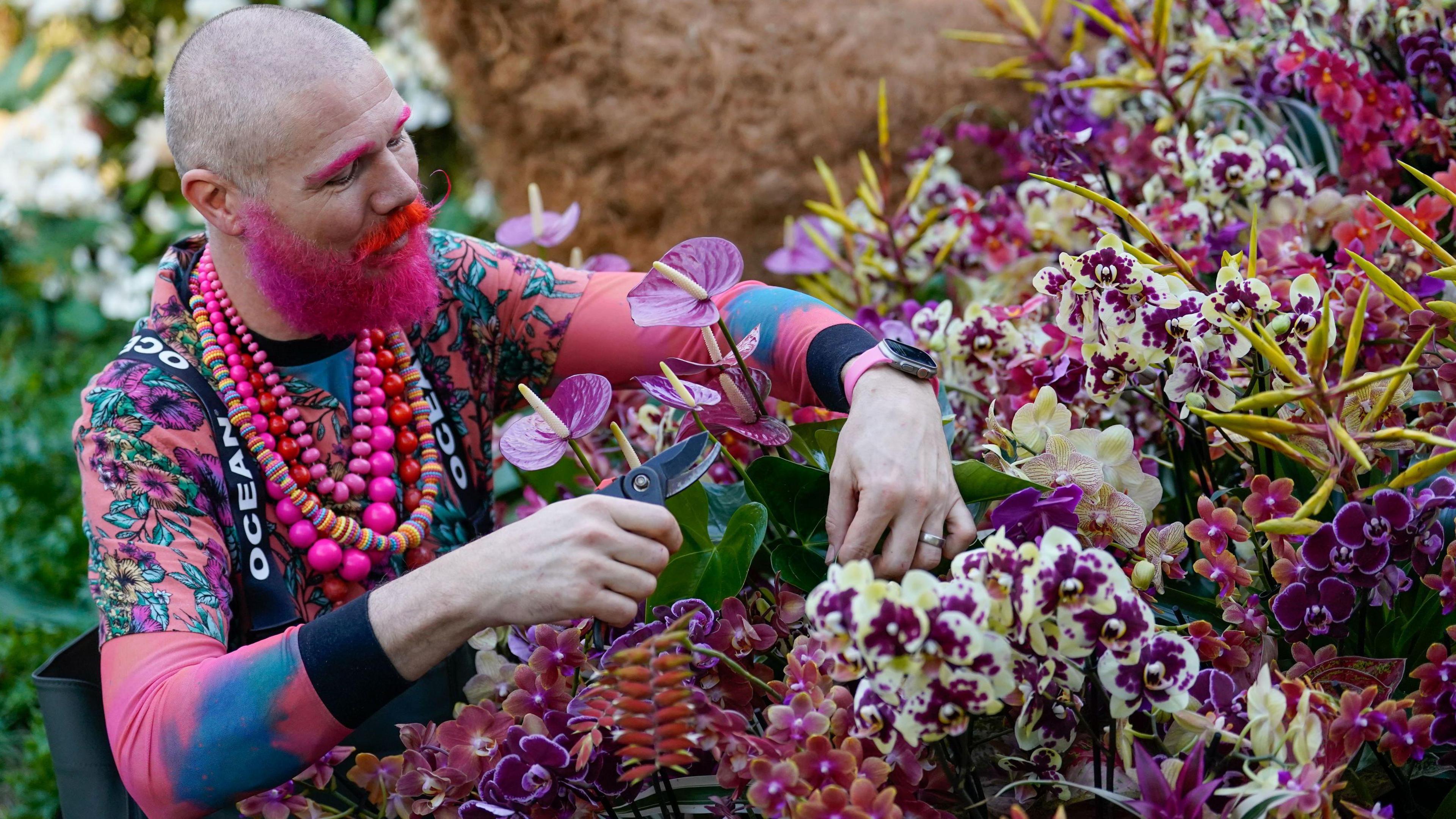 Man with pink facial hair tends to some flowers of the same hue.