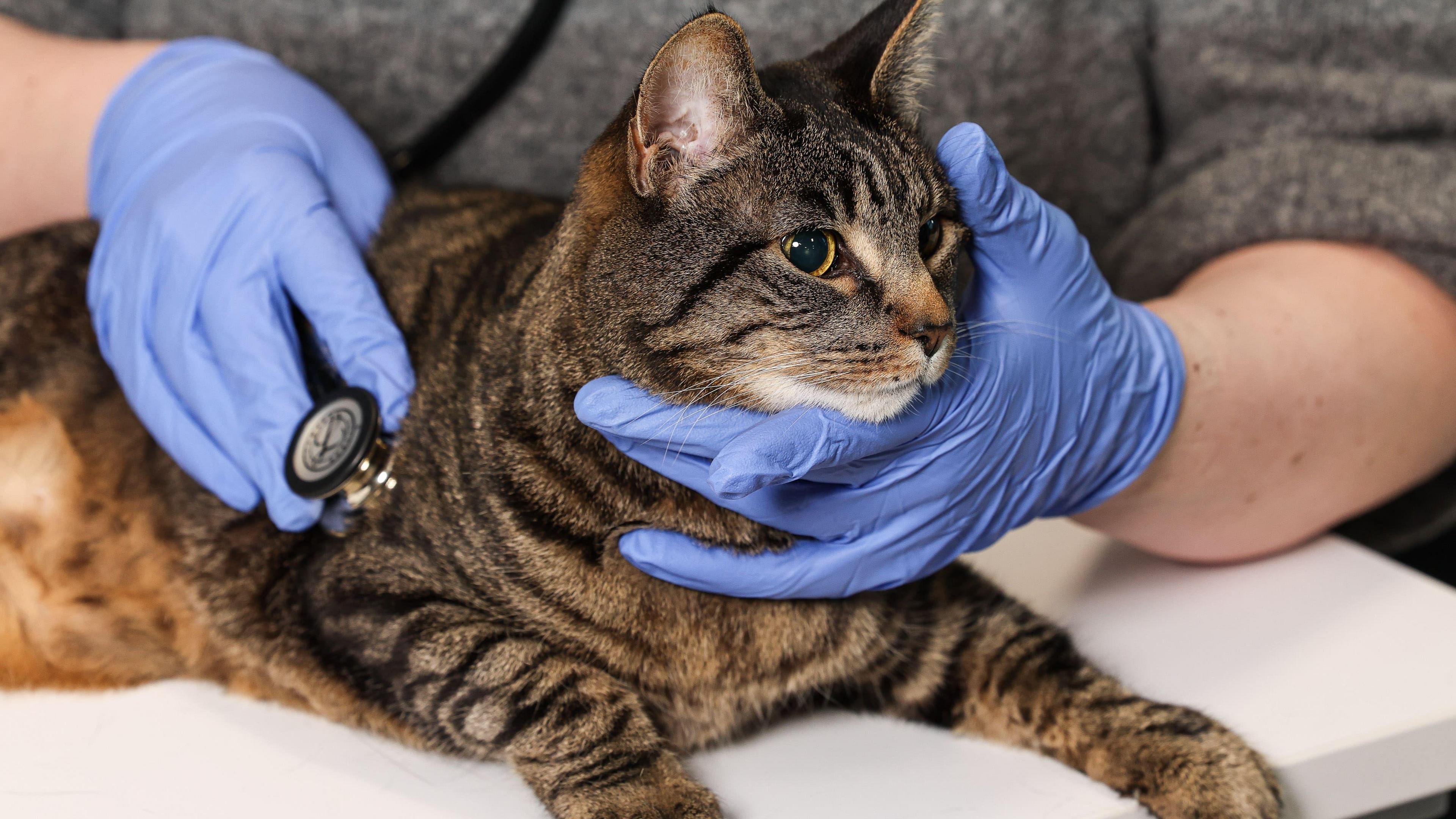 Gilbert the cat visits Ulster University in Coleraine ahead of the new Veterinary Nursing degree getting under way in September 2025. He is brown and black and is being held by a person wearing blue rubber gloves and holding a stethoscope to his side. 