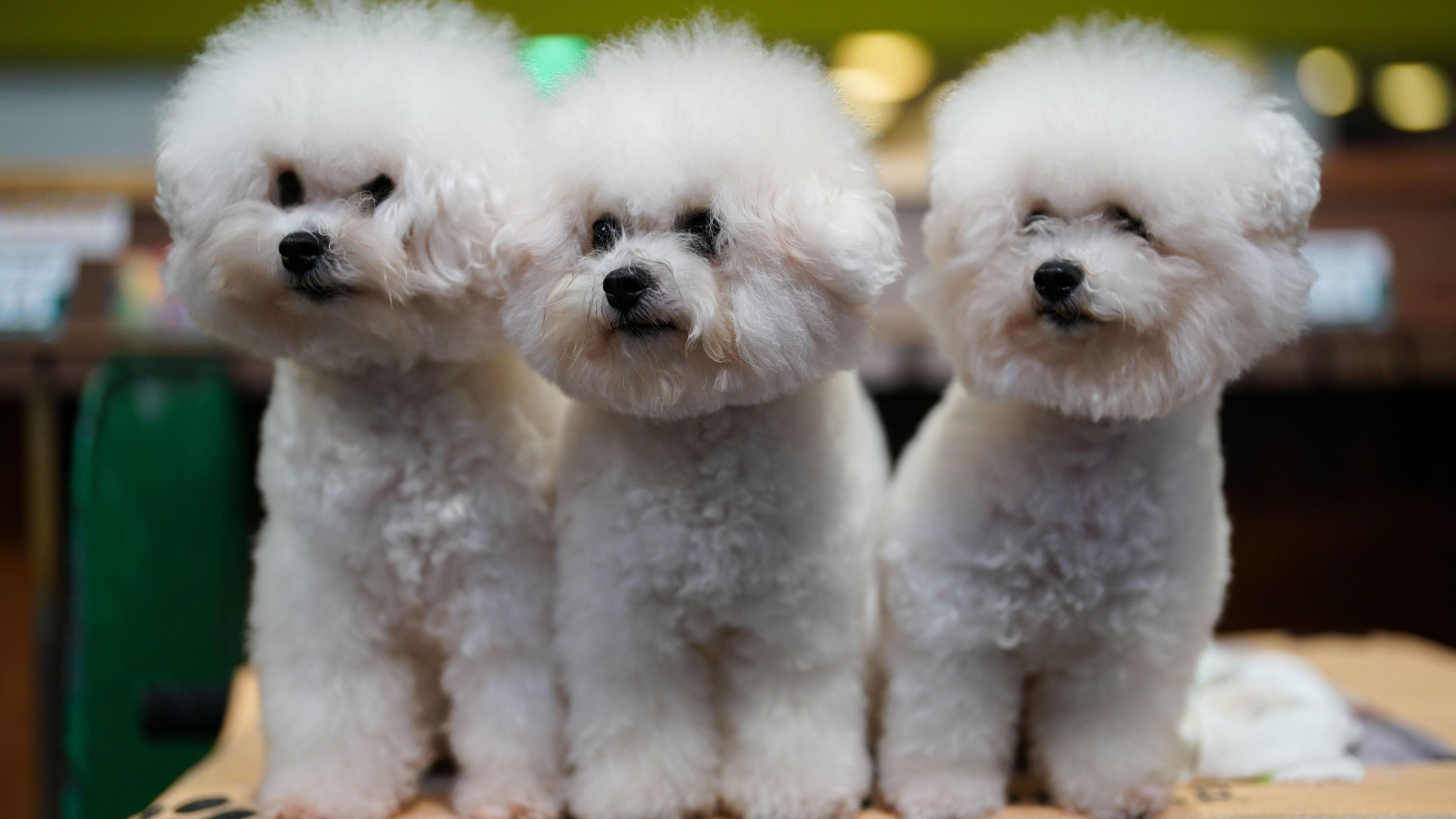 Three Bichon Frise 