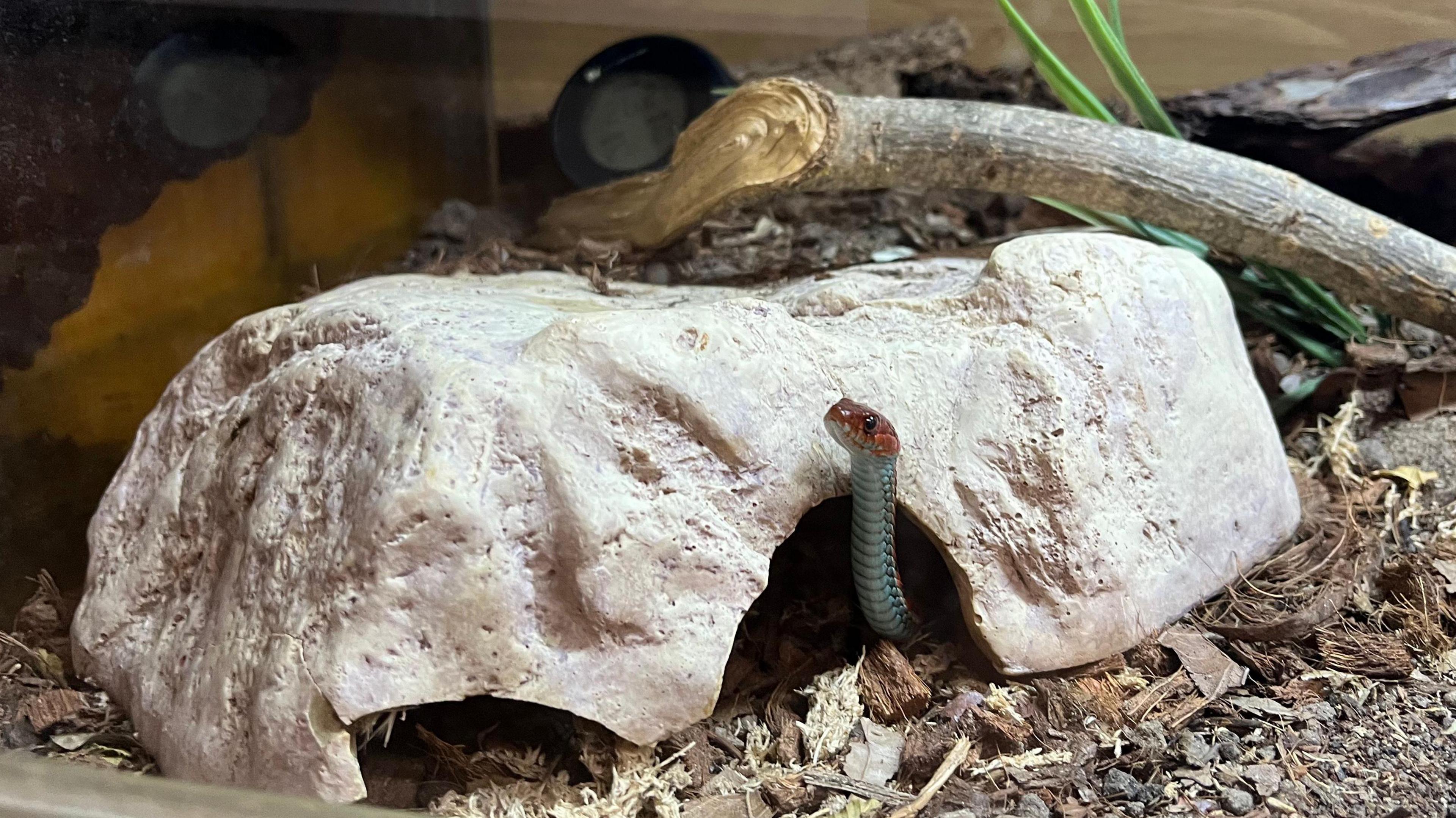 A snake poking out from underneath a rock while in a conservation tank. There is a branch leaning on top of the rock.