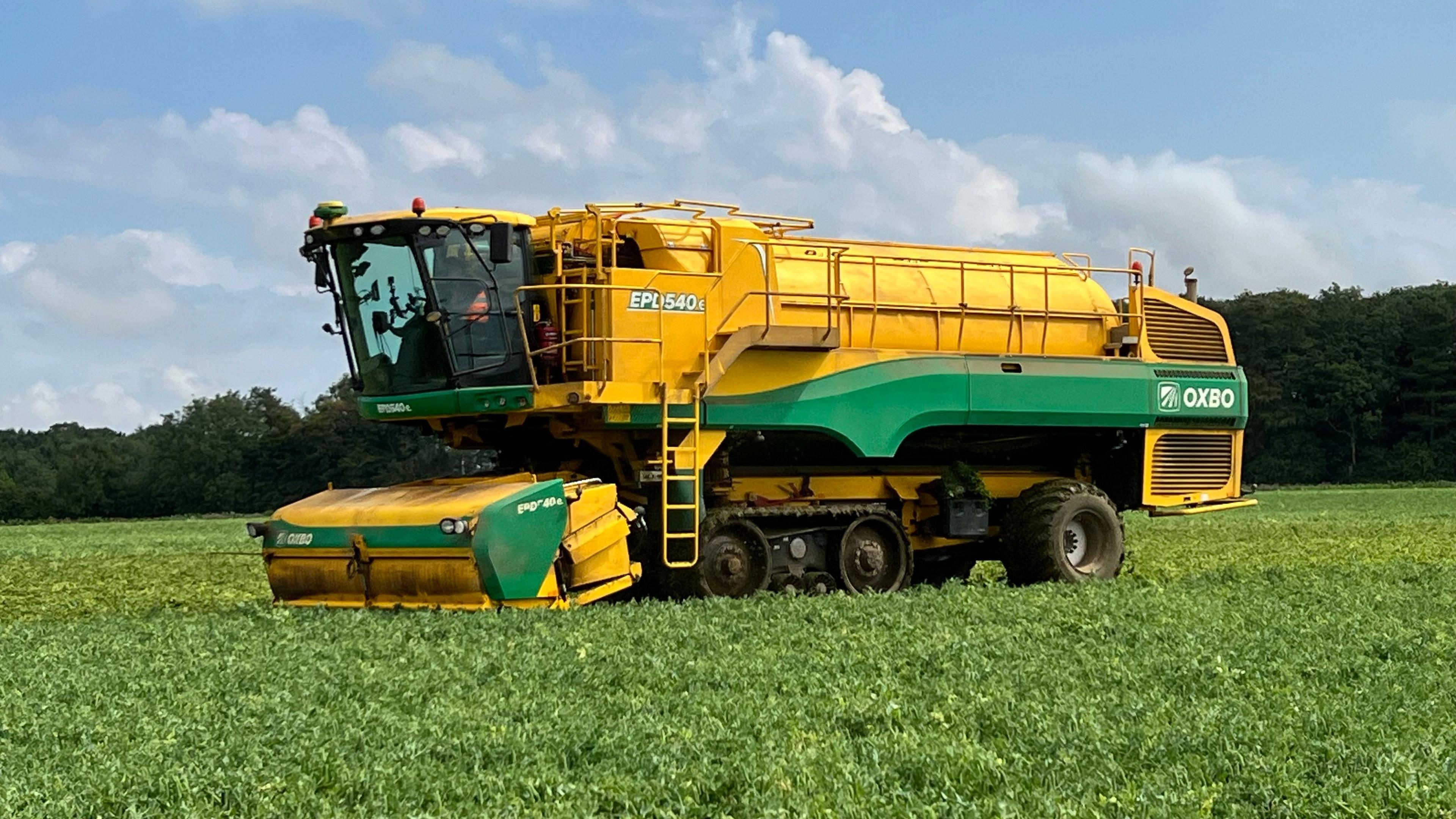 A long yellow combine harvester in a pea field.