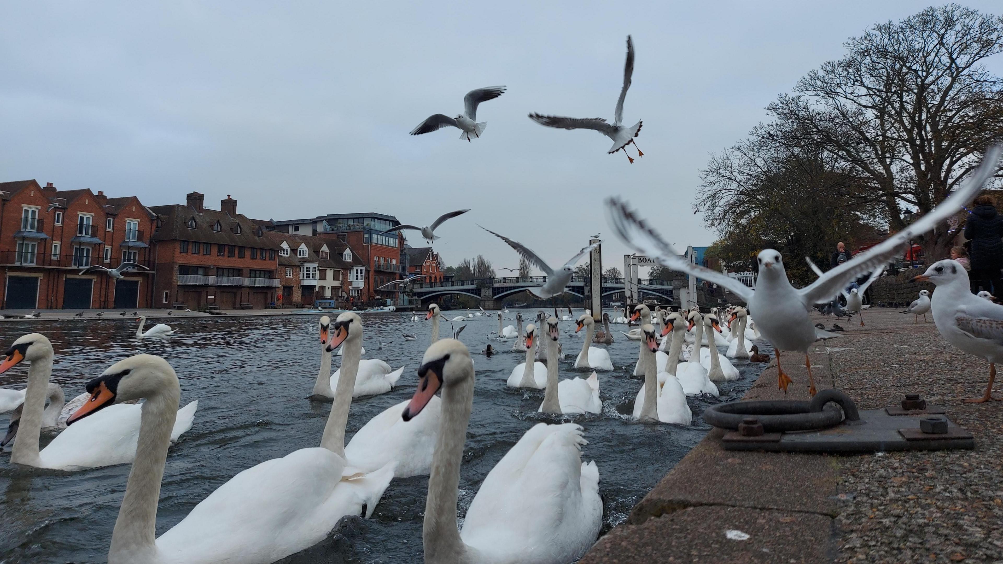 Swans and seagulls can be seen busily swimming and flying in and around a river with houses and a bridge in the background under grey cloud. 