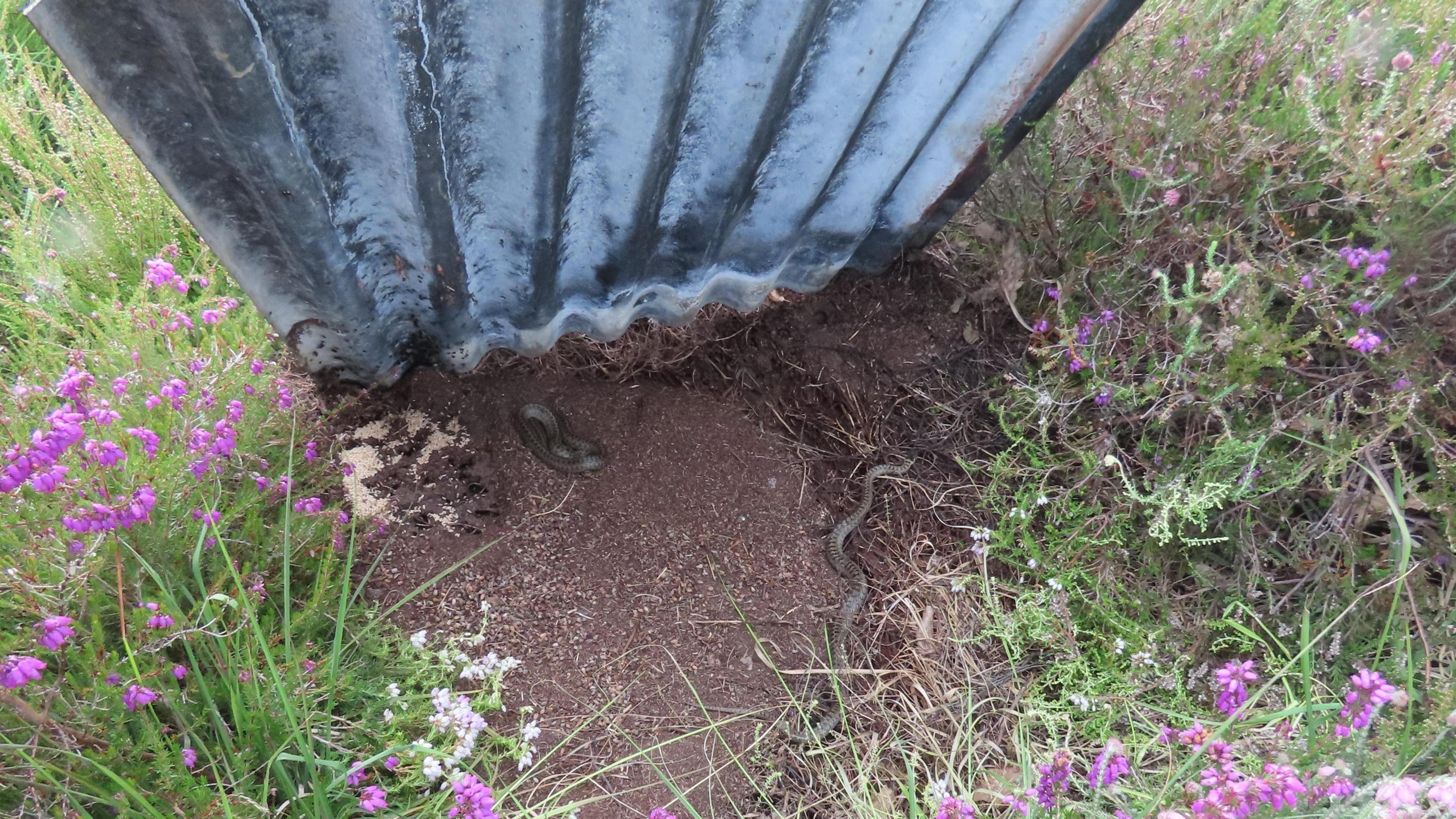 A sheet of corrugated iron which has been lifted from the ground. Under it are several Smooth Snakes on a patch of brown earth. There are purple and green plants surrounding the patch. 