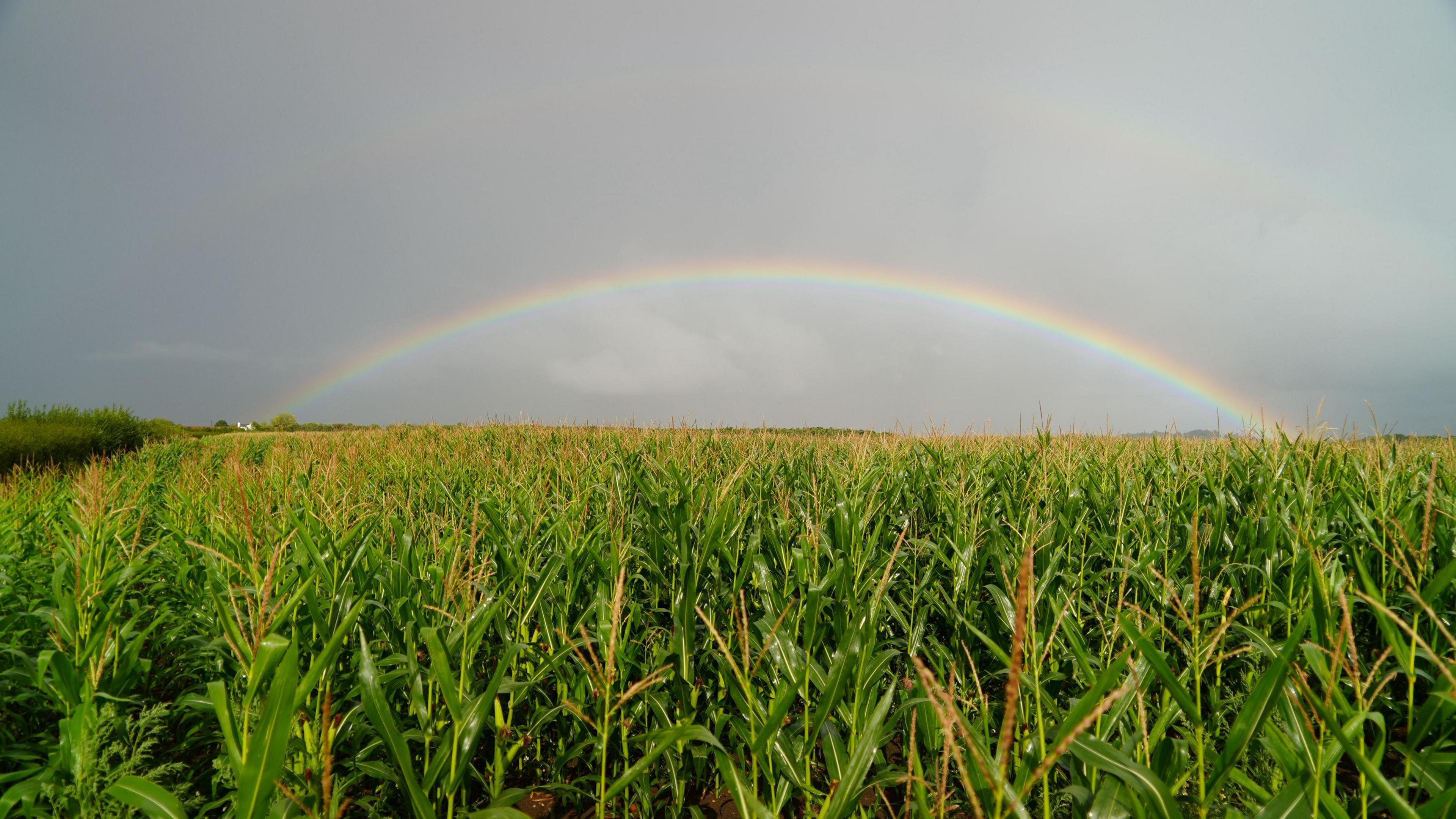 A full rainbow seen against a dark grey sky, with a field of green crops standing in the foreground.
