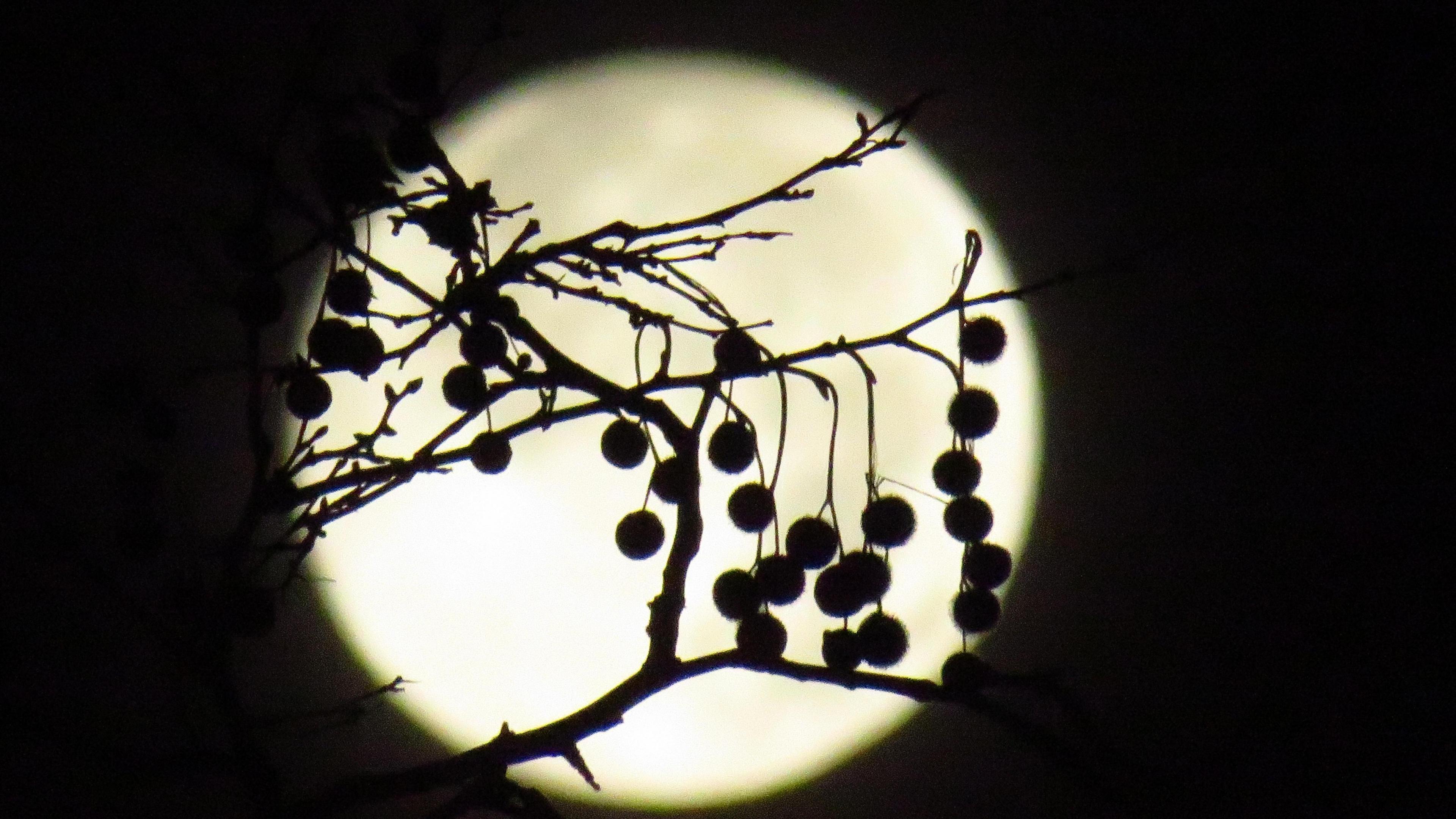 Almost full Moon in dark night sky with branch of a plane tree in foreground