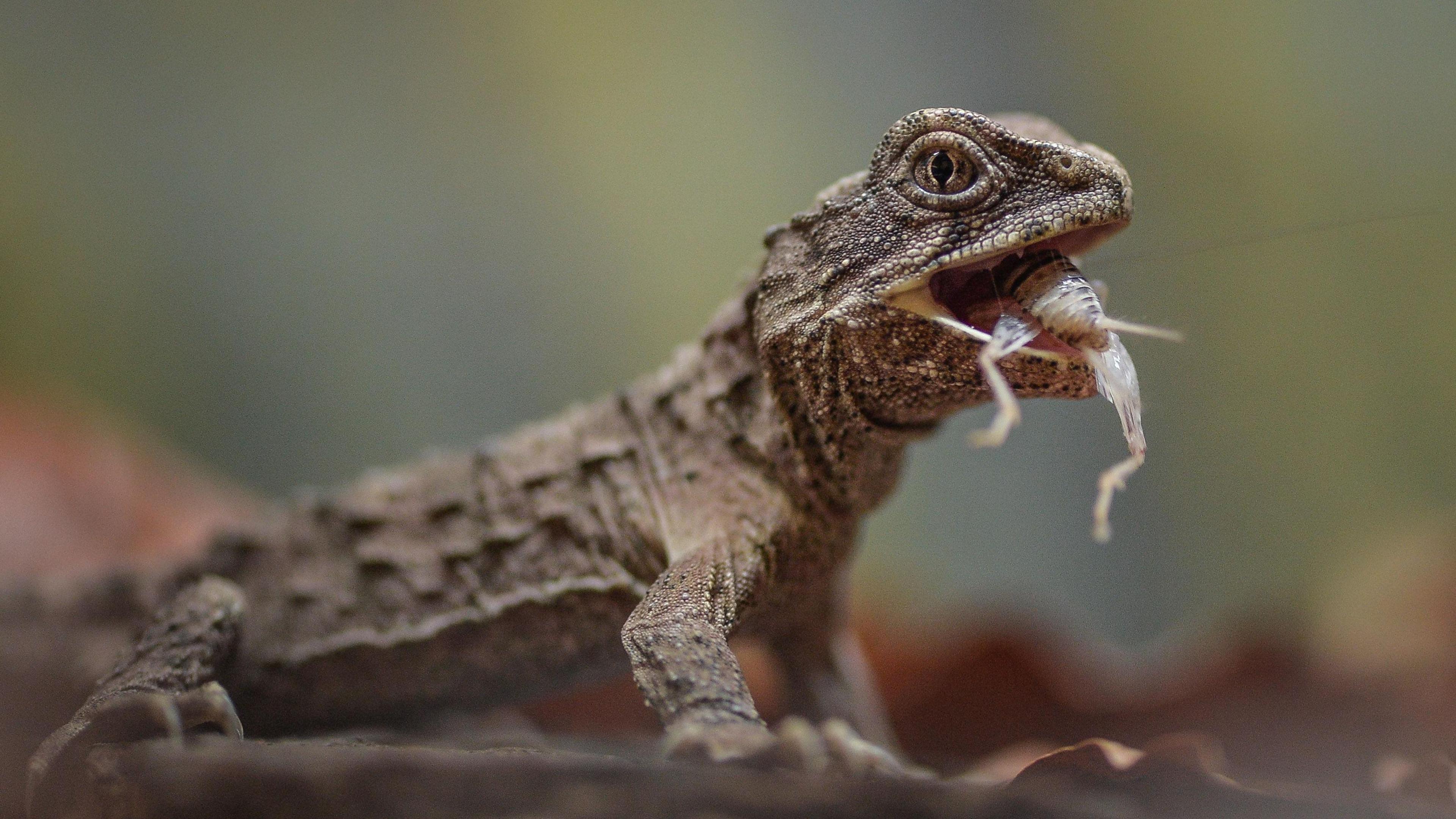 Tuataras: 200-million-year-old 'three-eyed' reptiles get a new home at ...