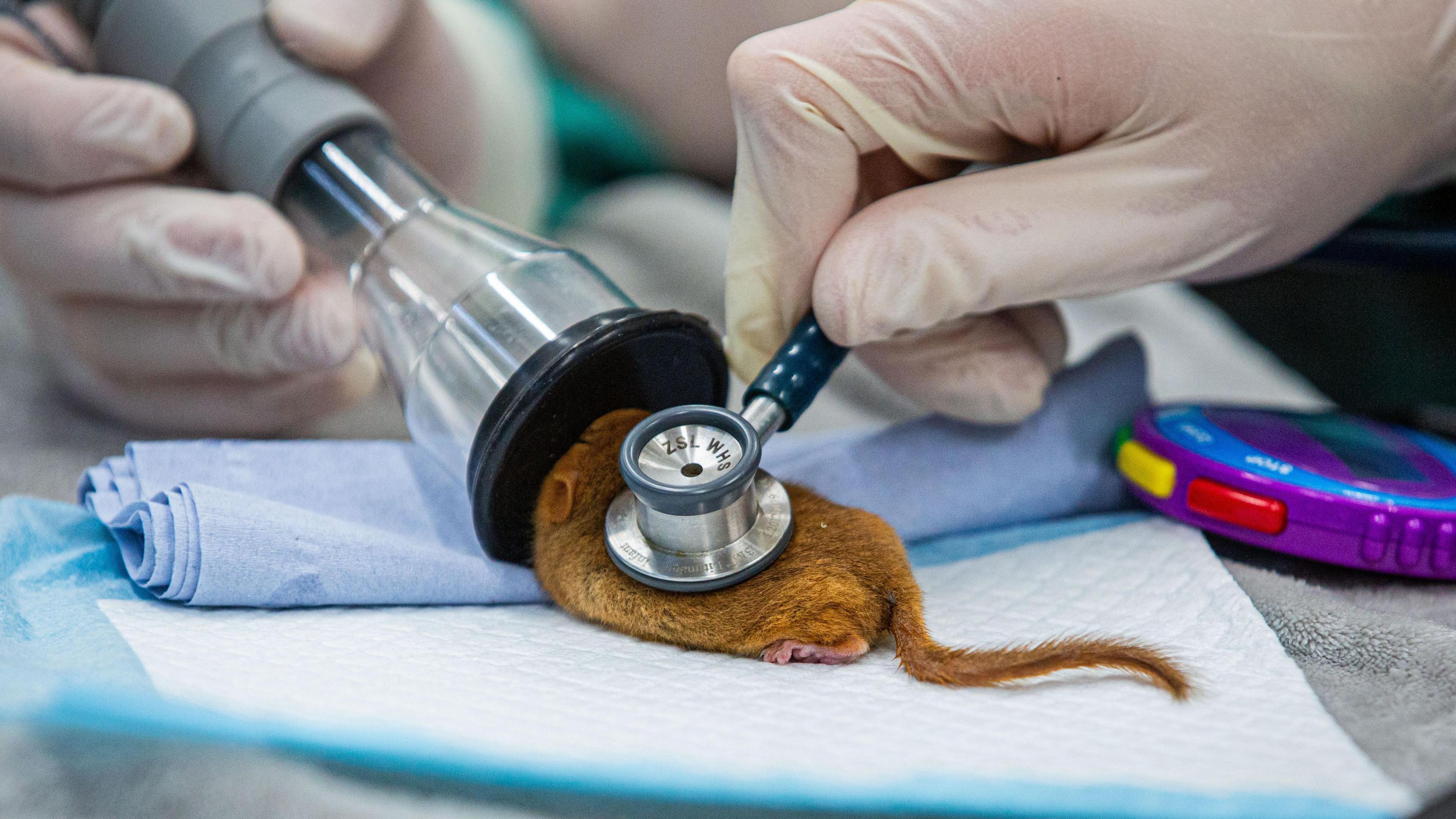 Dormouse being checked by vets