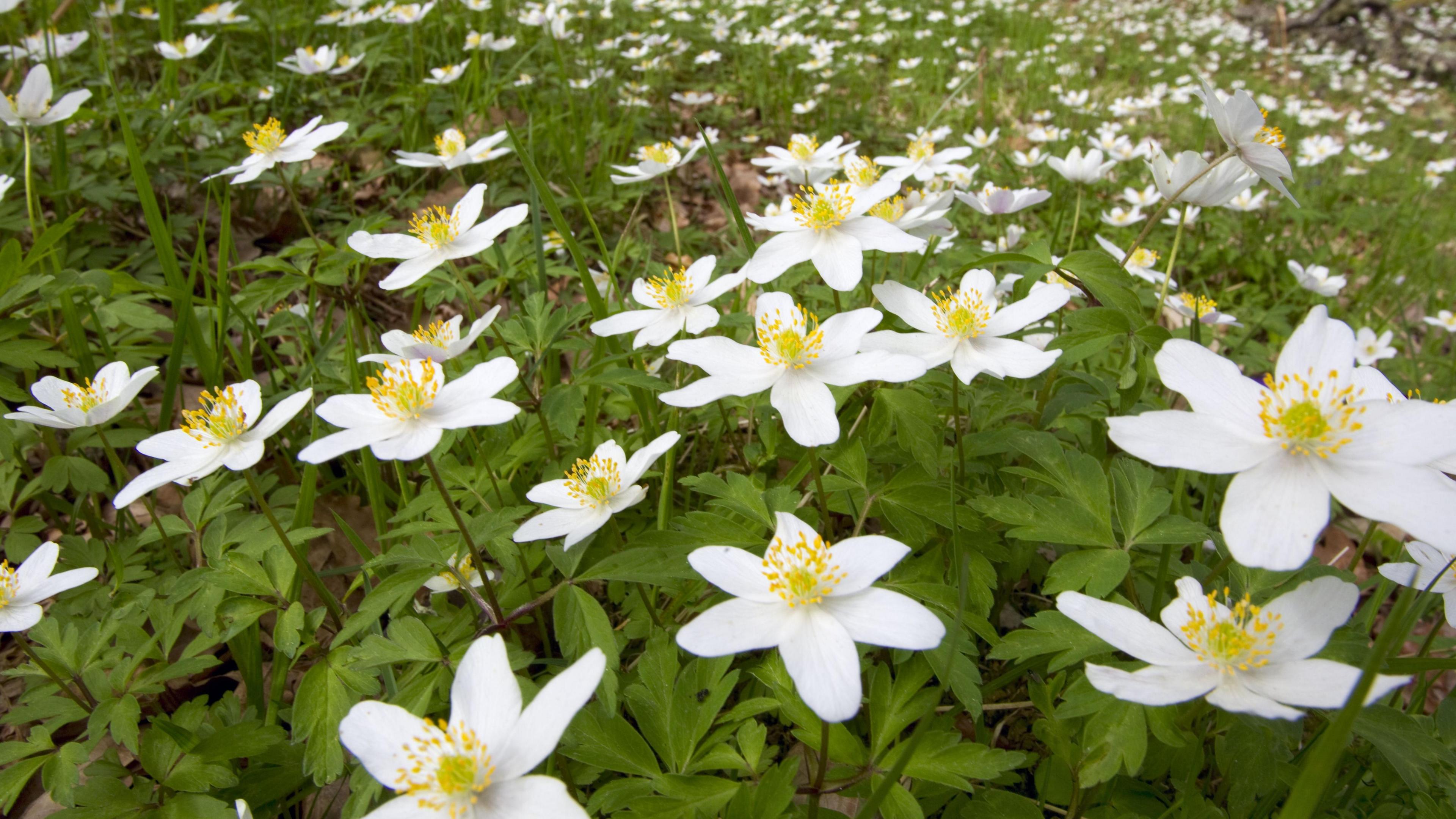 Herb-Paris plant, showing green leaves and white flowers, with yellow stems, in a woodland. 