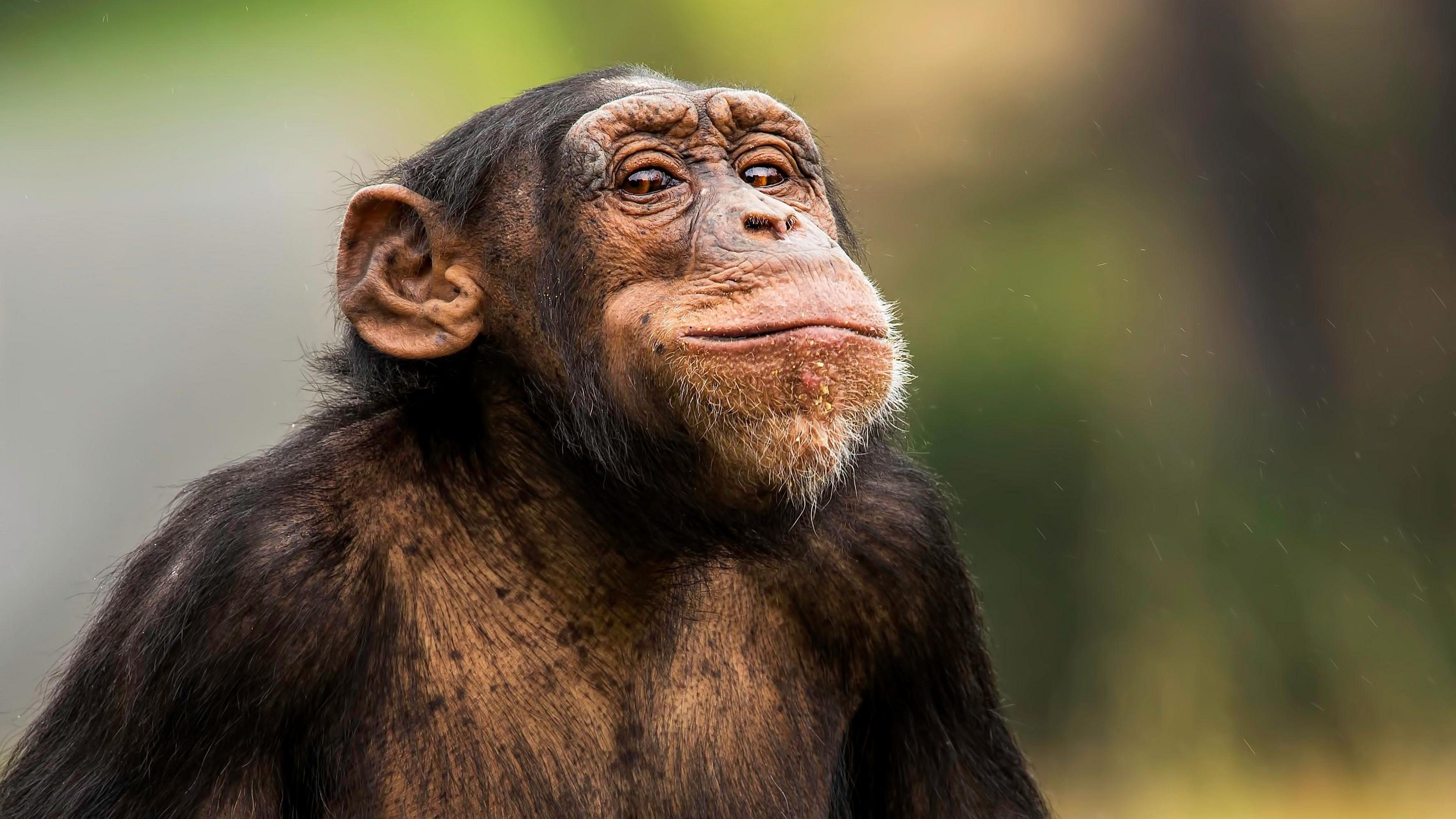 A chimpanzee gently smiles at the camera with a blurred green background.