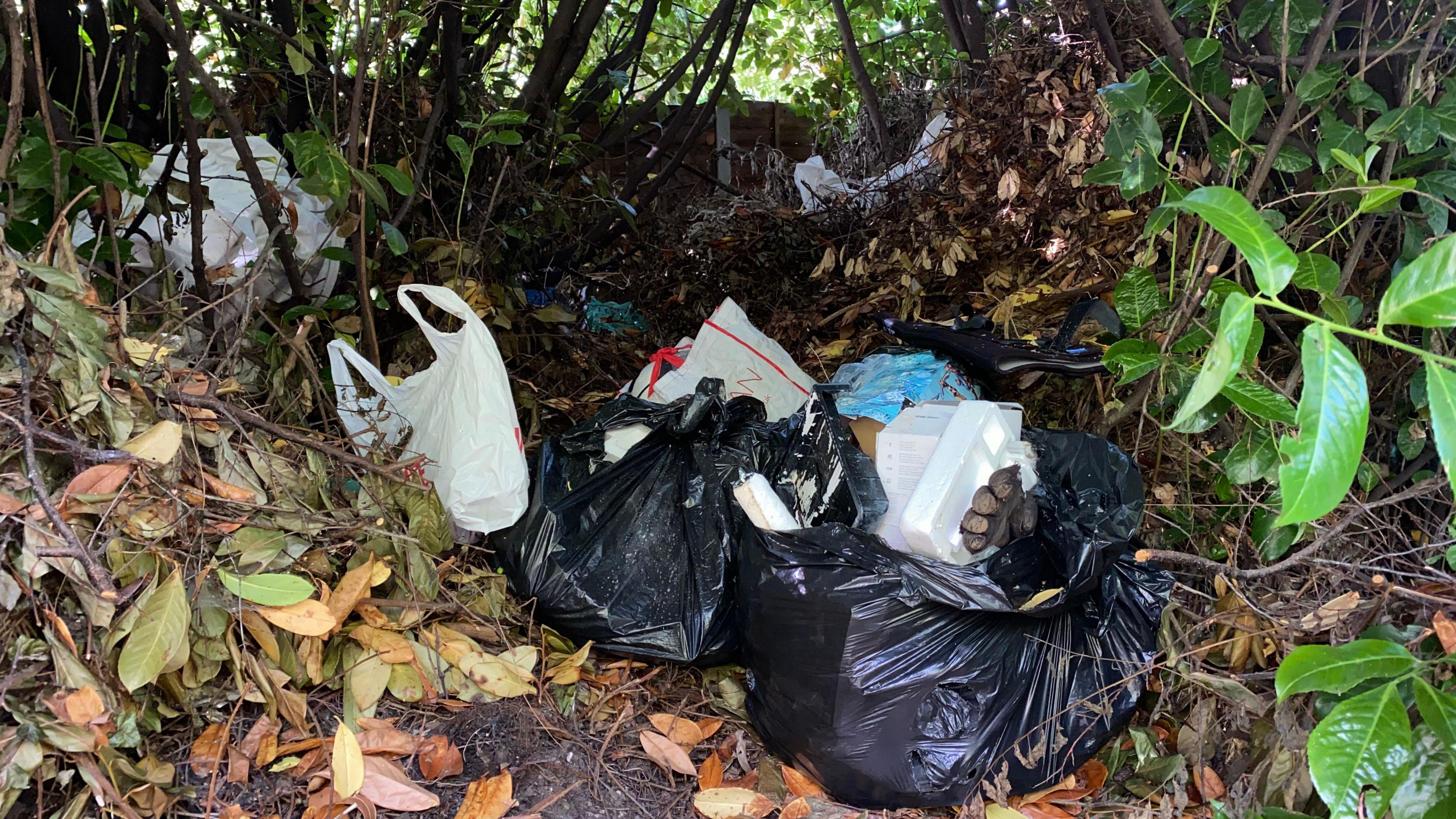 Bags of rubbish in a hedgerow