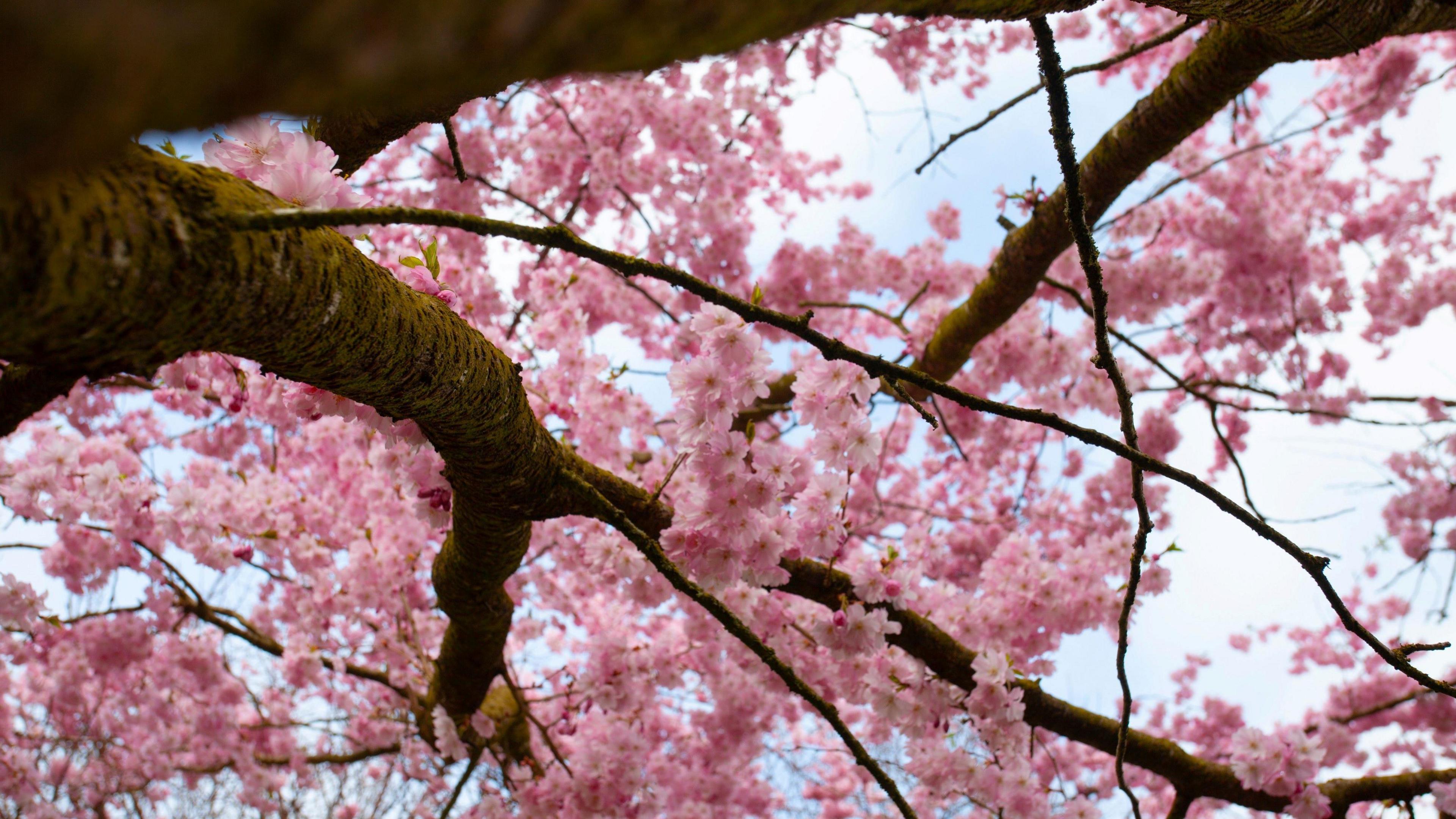 A photo looking up at the branches of a cherry tree showing pink blossom and brown branches. 