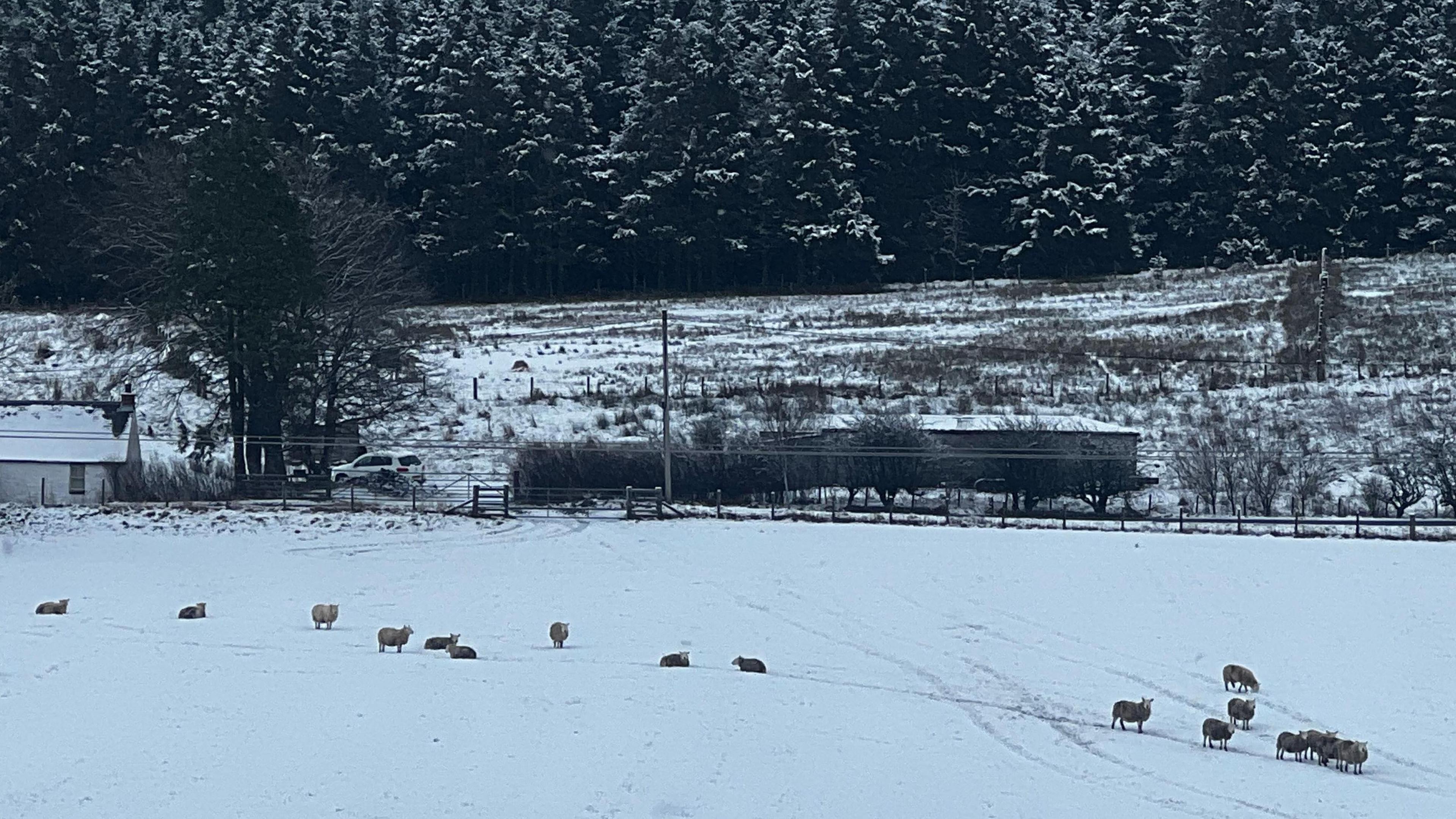 Sheep in a field covered in snow with a road and trees behind them