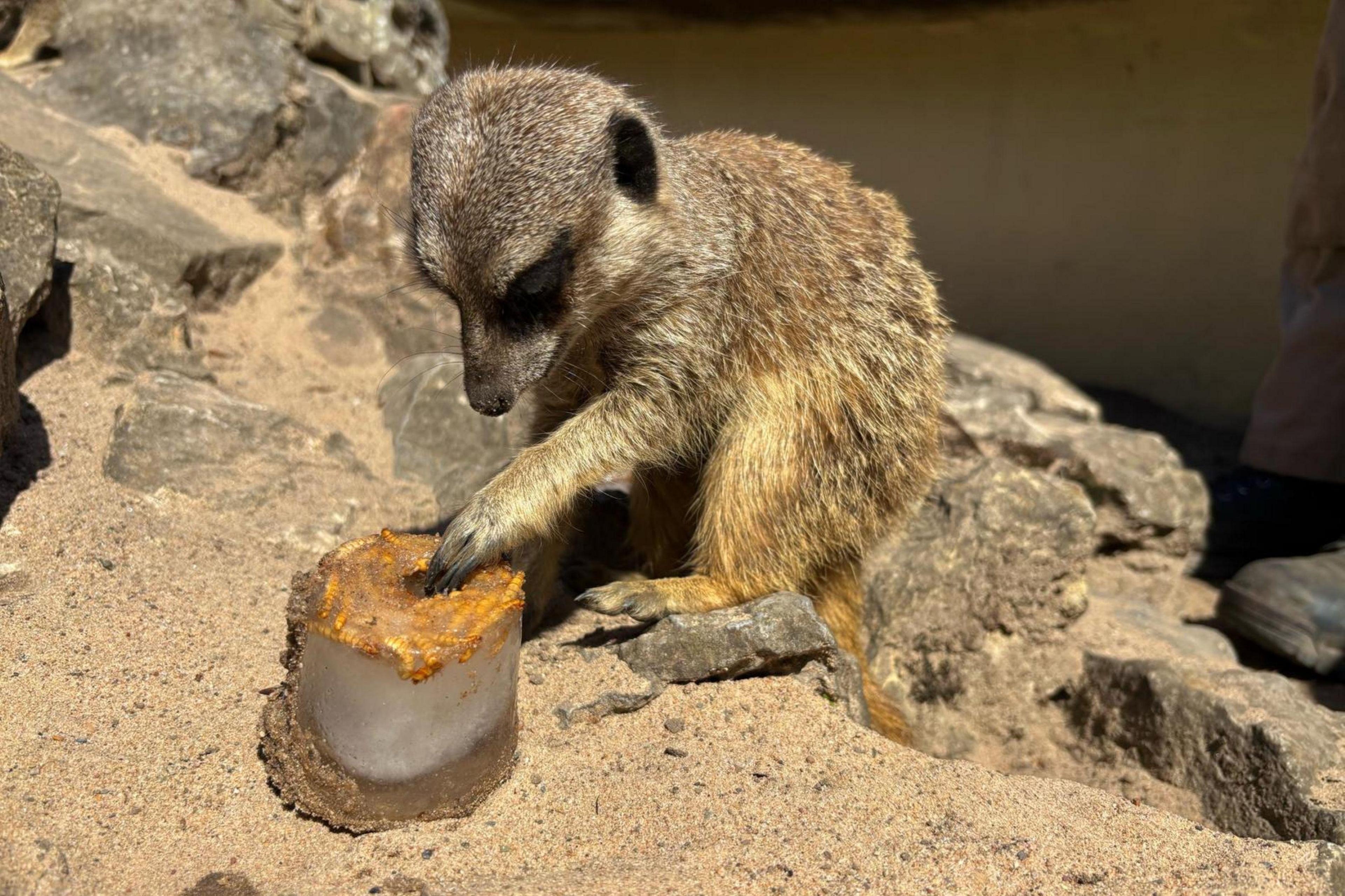 A meerkat touching a small block of ice filled with mealworms, with its paw. It is sitting on rocks surrounded by sand.