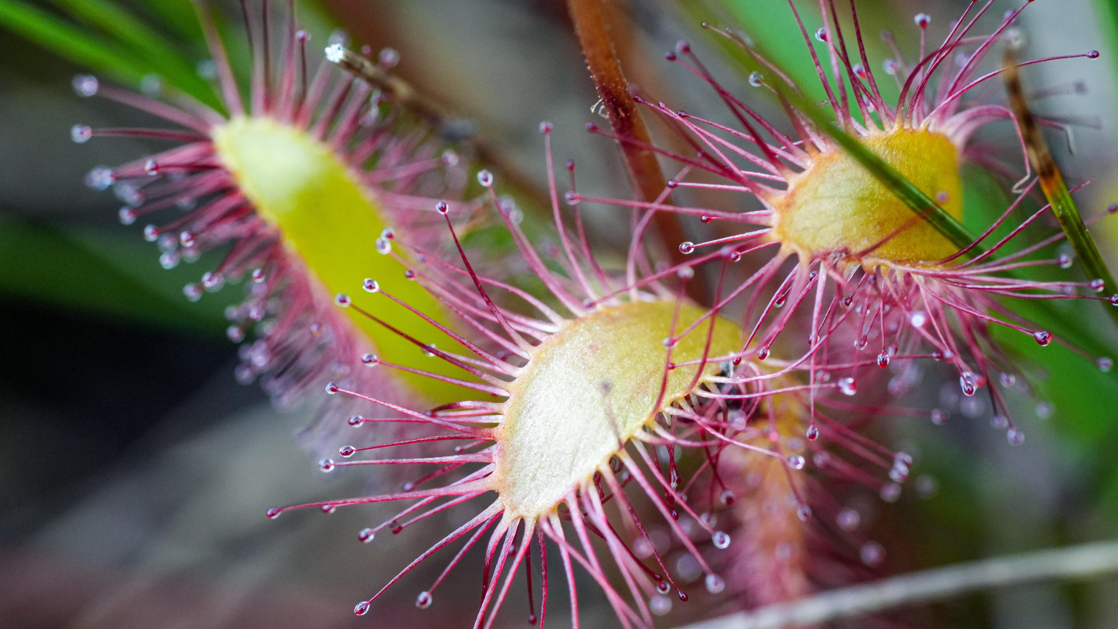 Oblong-Leaved Sundew