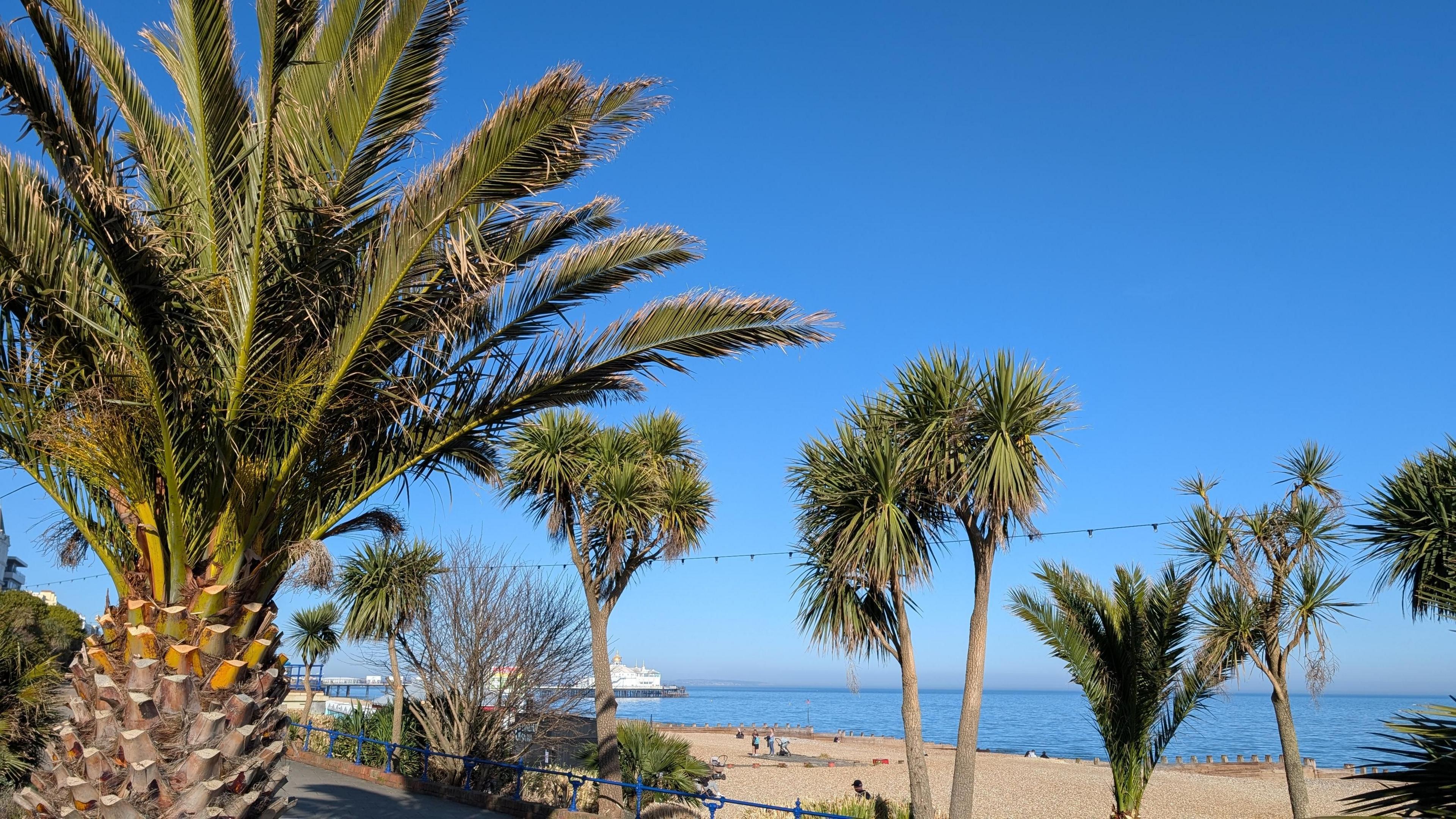 Palm trees against a bright blue sky with a beach and the sea in the background