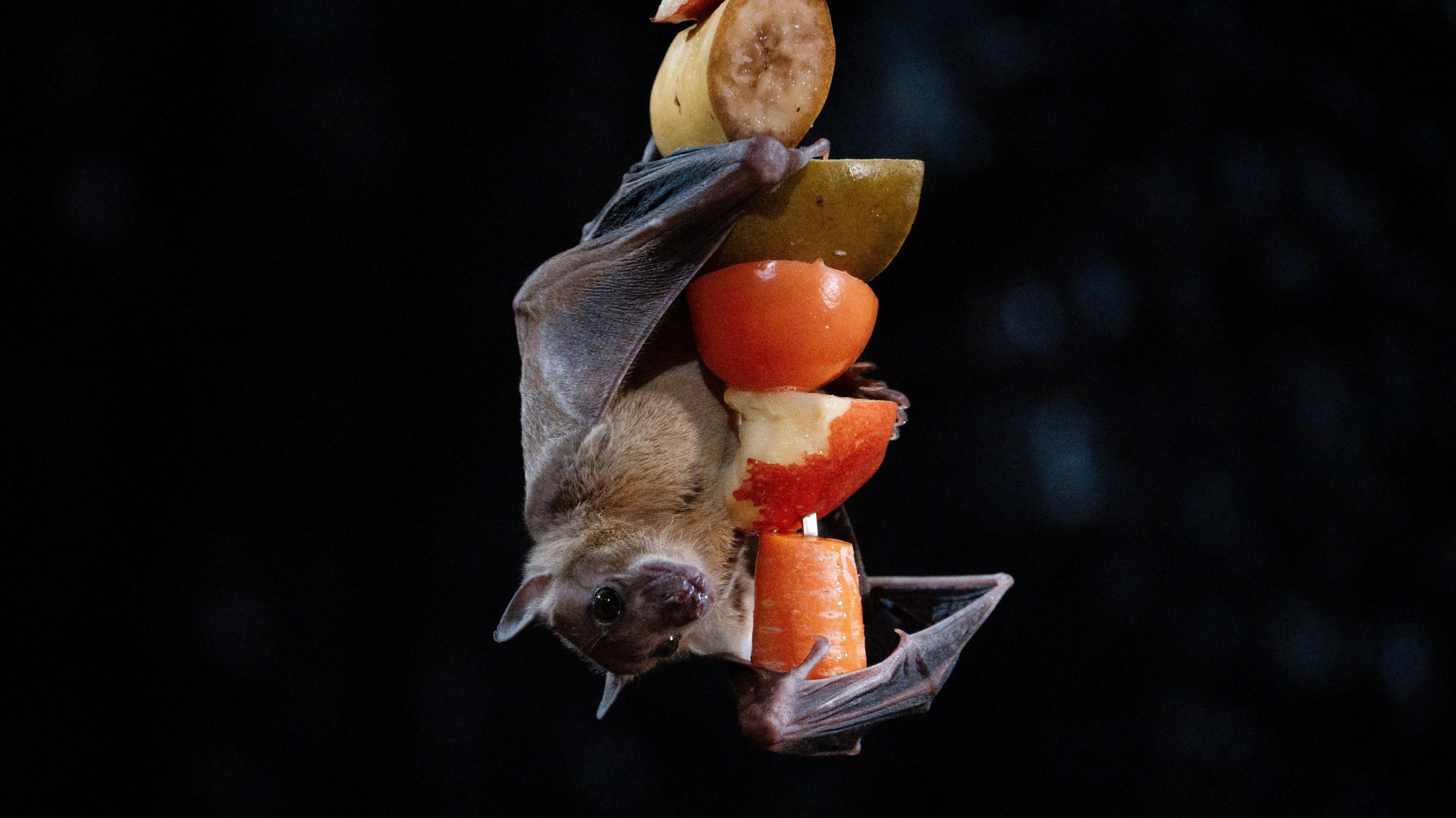 A bat hanging upside down from a fruit and veg kebab - it is hugging the food, which is a carrot, apple, tomato and banana. The bat is a dark brown colour with furry body and small, slightly pointy ears with big black eyes.