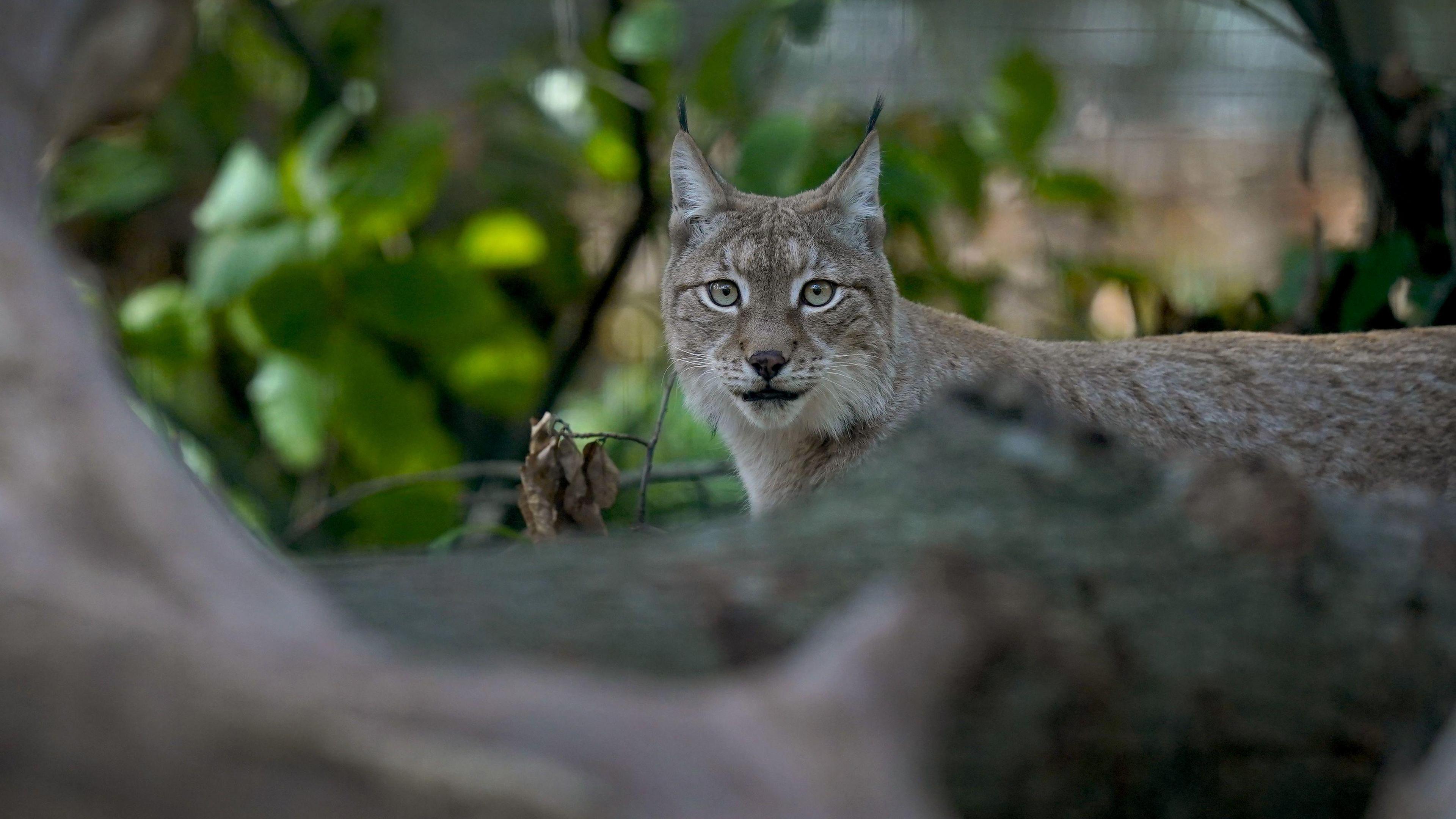 A lynx is seen behind the trees. They have black fluffy tips to their ears