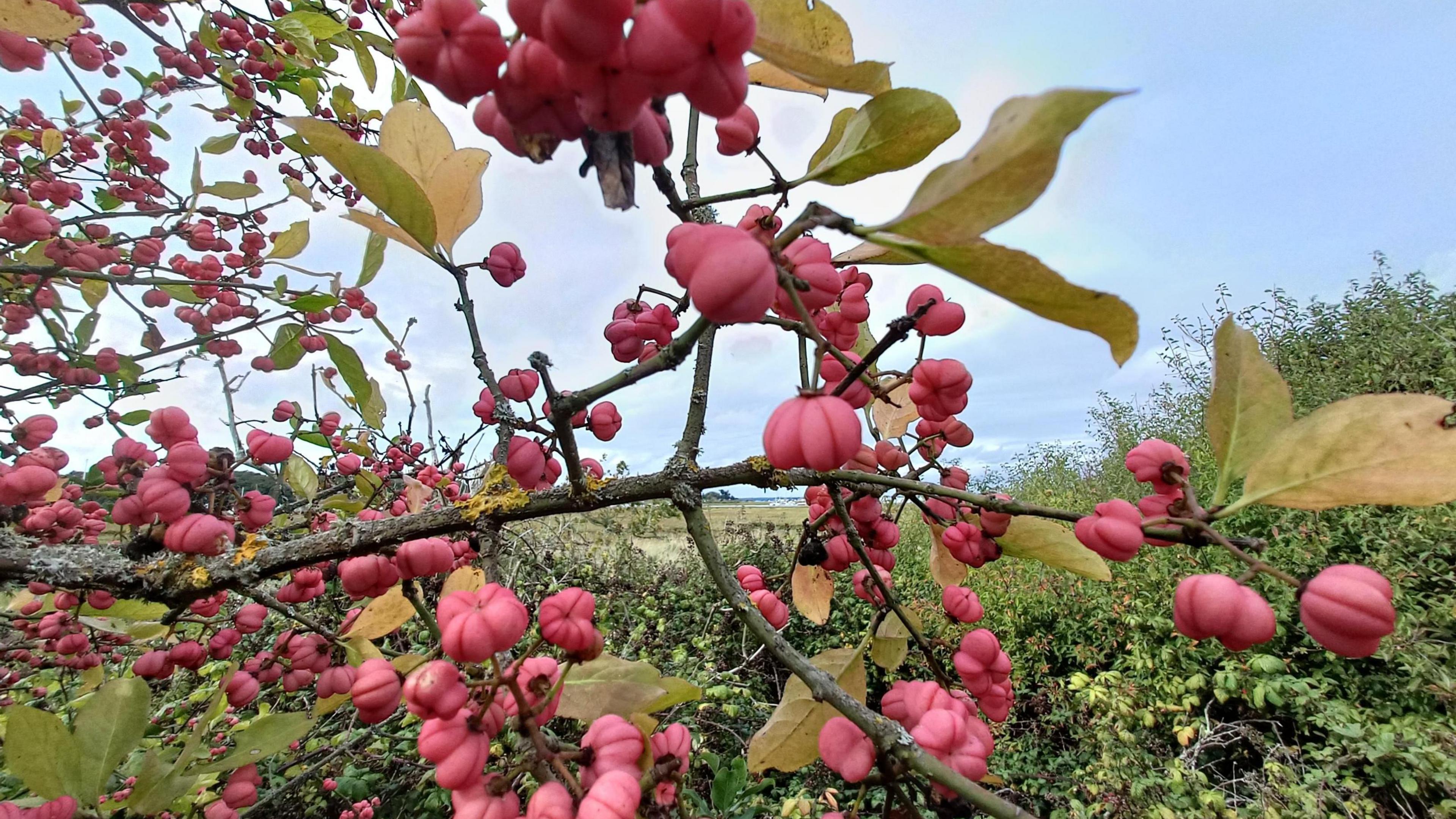 A tree covered in red buds dominates the picture. A light grey sky can be seen overheard. A field can be seen through the tree in the distance.