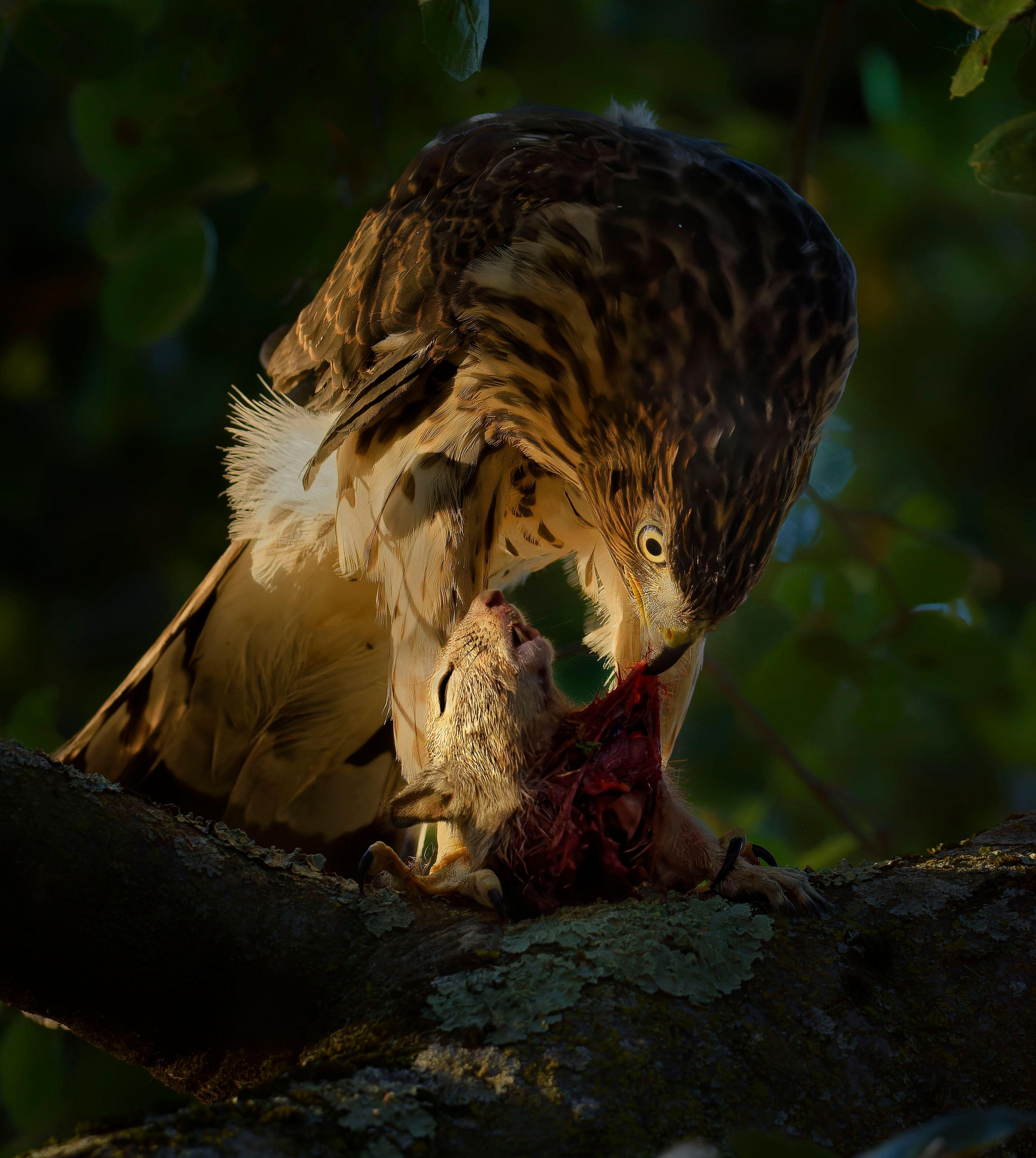 hawk eating a squirrel