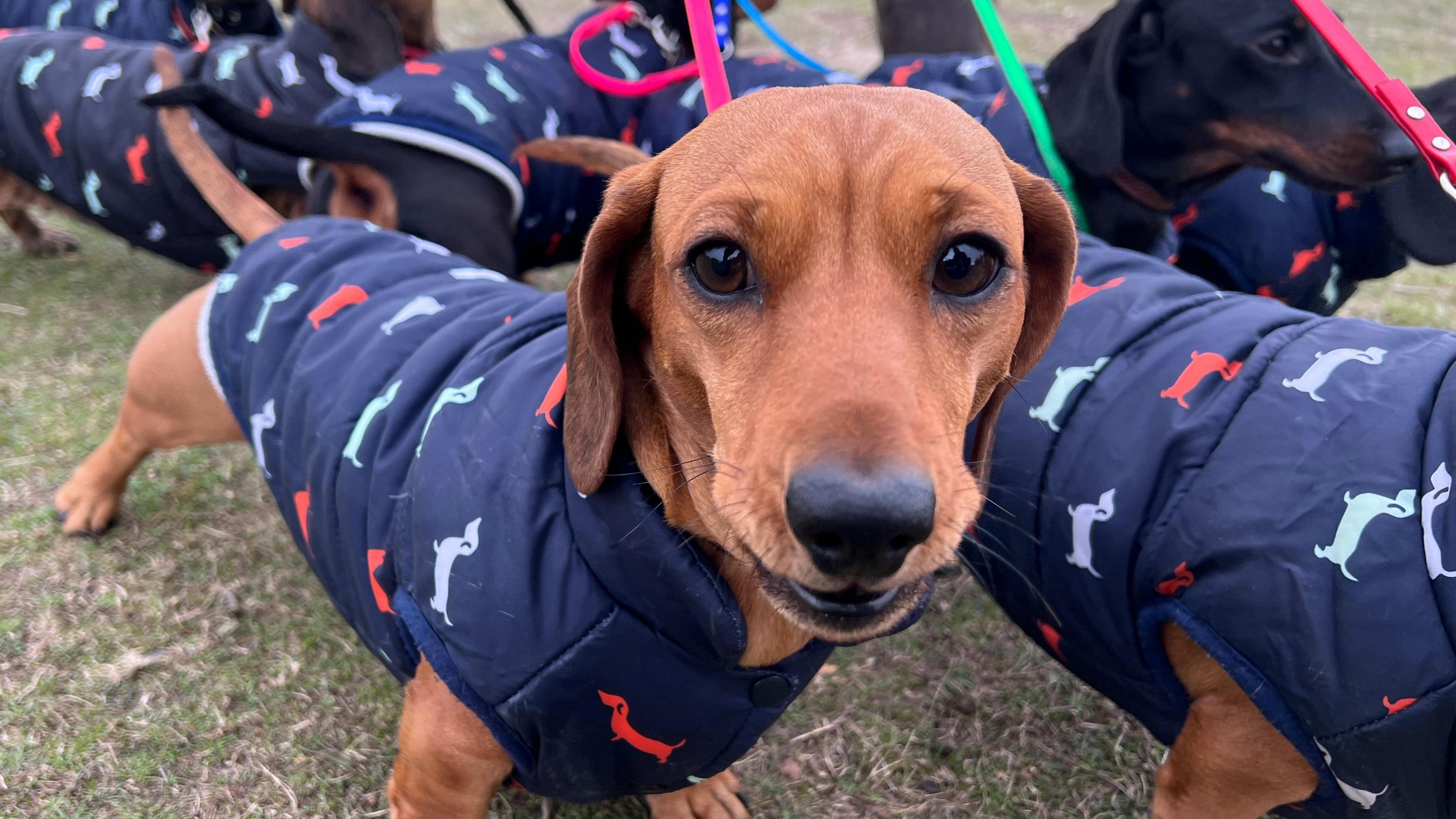 A brown sausage dog pictured with a group of about six other sausage dogs. It is wearing a navy blue jacket which is patterned with green, grey and red little sausage dogs. 