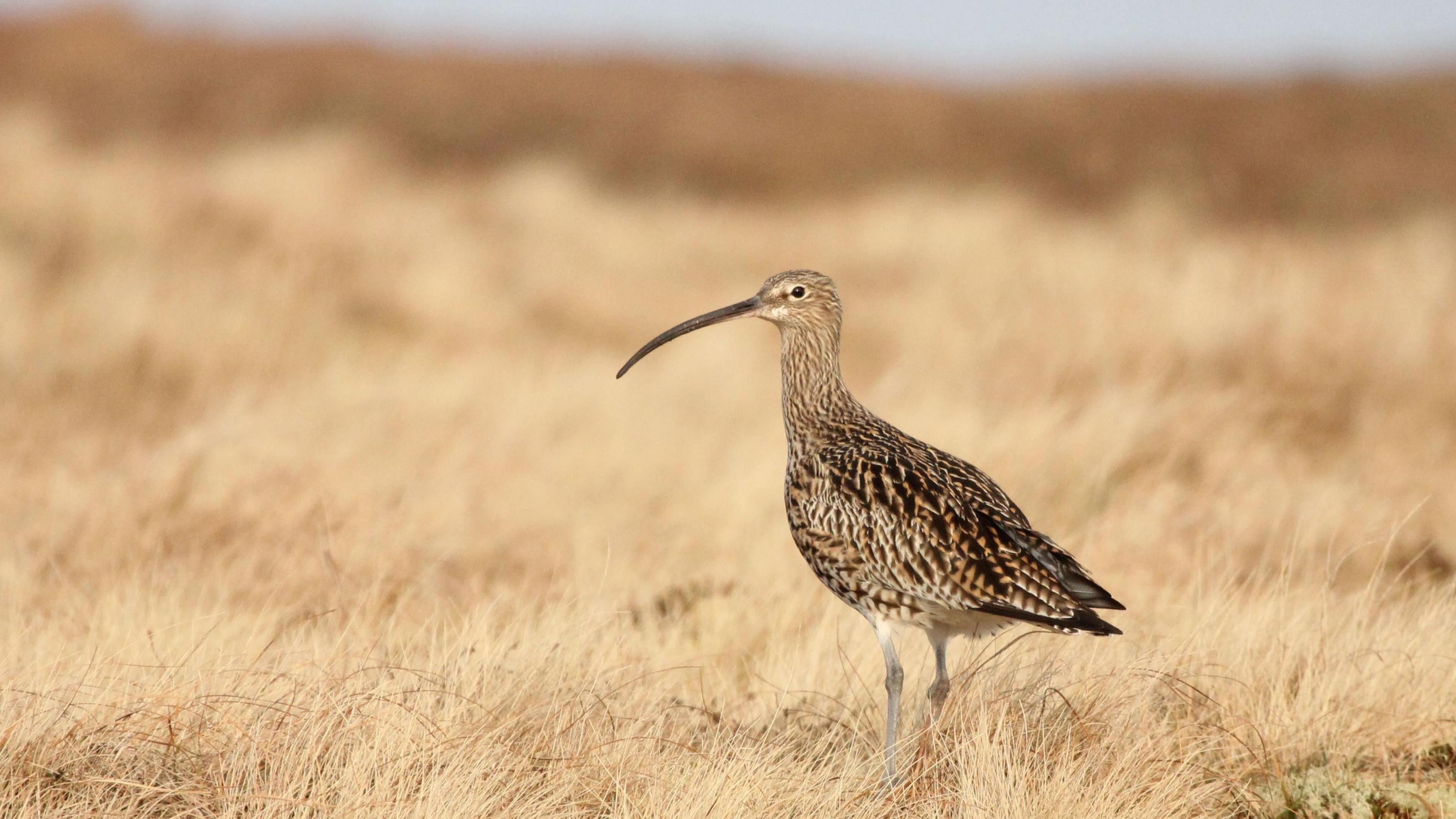 curlew