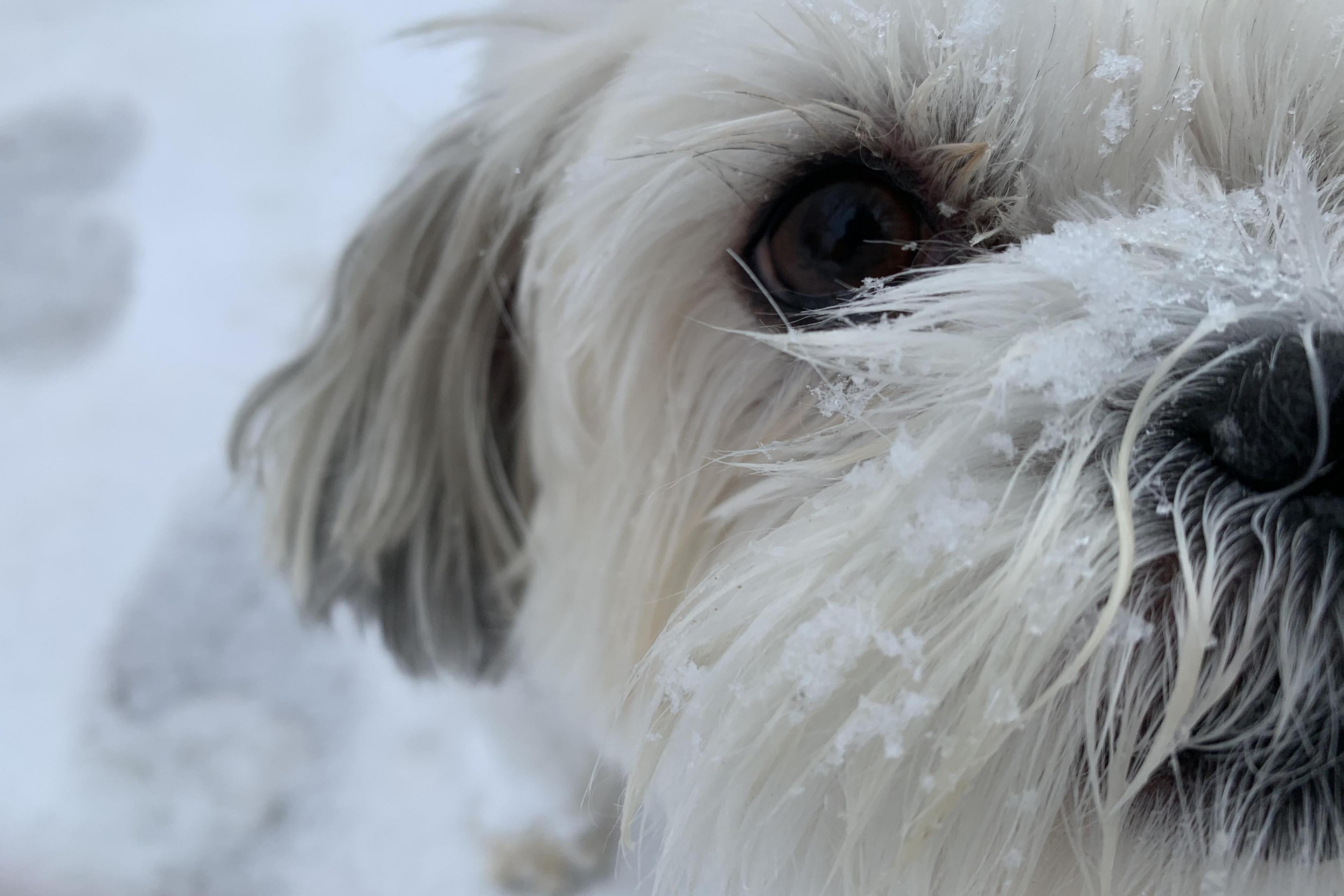 Molly the dog enjoying the snow