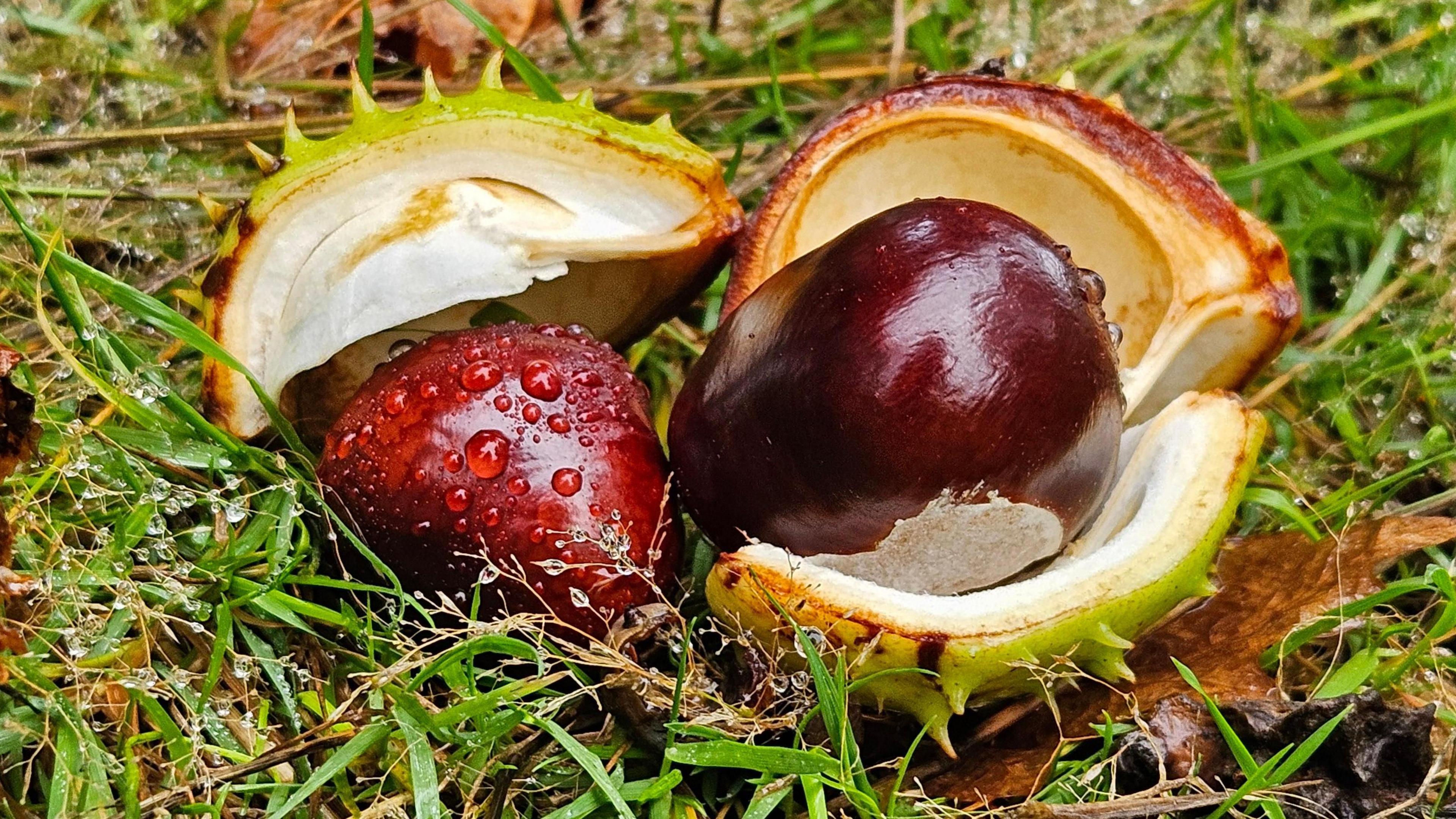 A close-up of conkers on the ground with grass and leaves of brown behind in this autumnal scene. The spikey conker shell - the seed of a horse chestnut tree - has opened to reveal its white inside and a shiny, brown conker inside, and one next to it