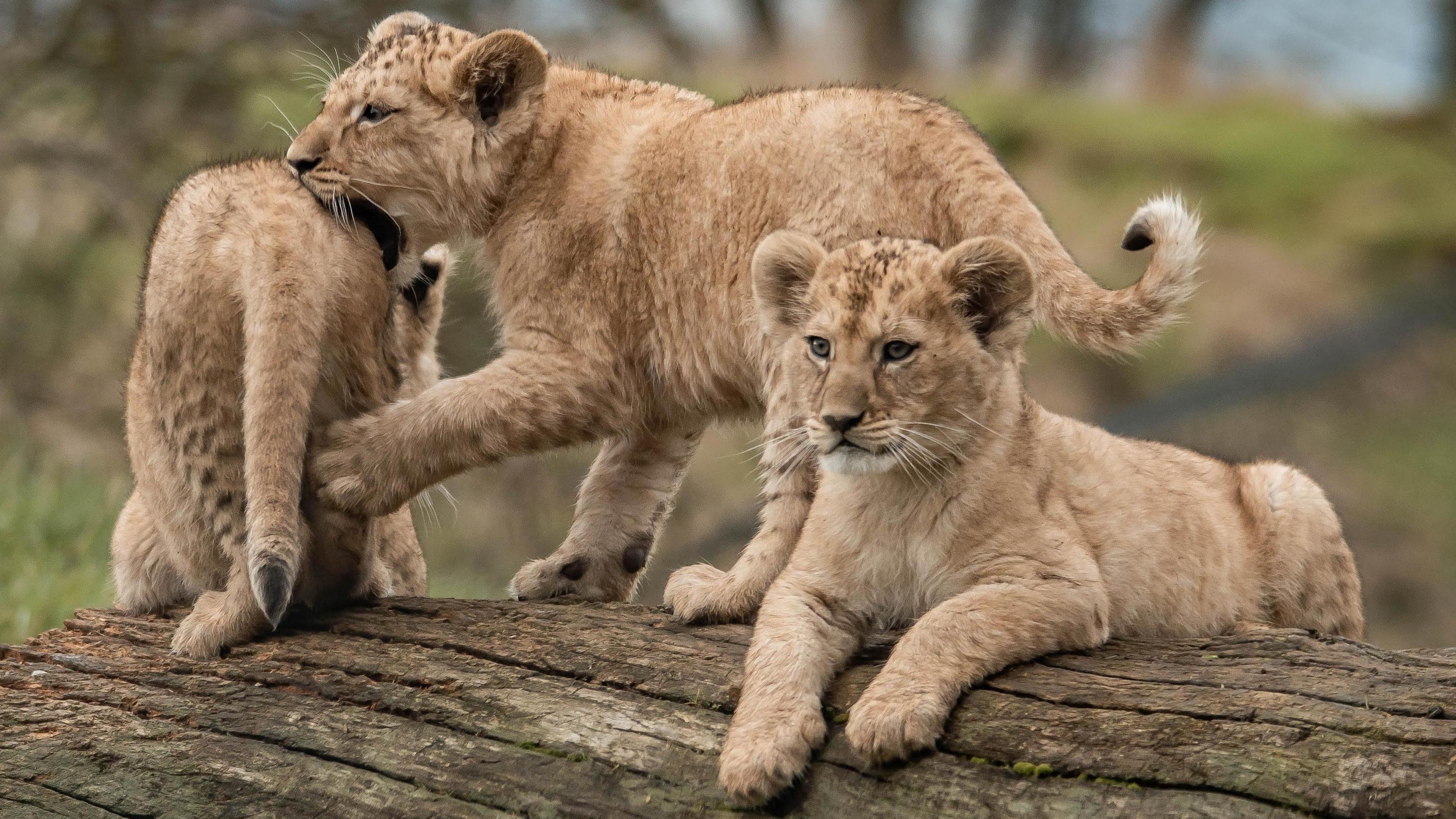 A trio of lion cubs, sitting on a wooden free log, one is biting the bottom of a cub, all the cubs are golden in colour. 