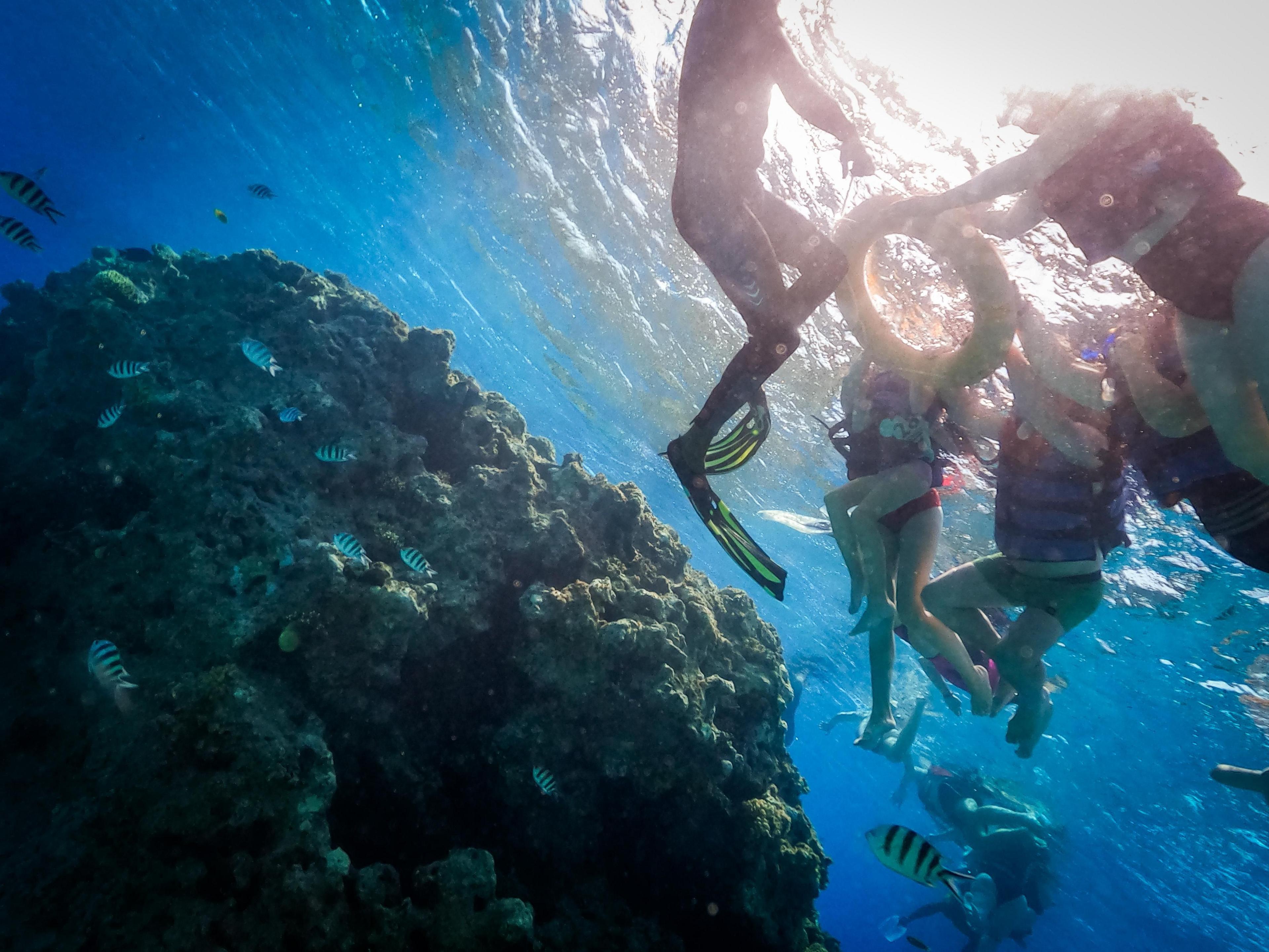 Tourists snorkel among the Red Sea's natural reefs and corals in Hurghada, among a school of fish.