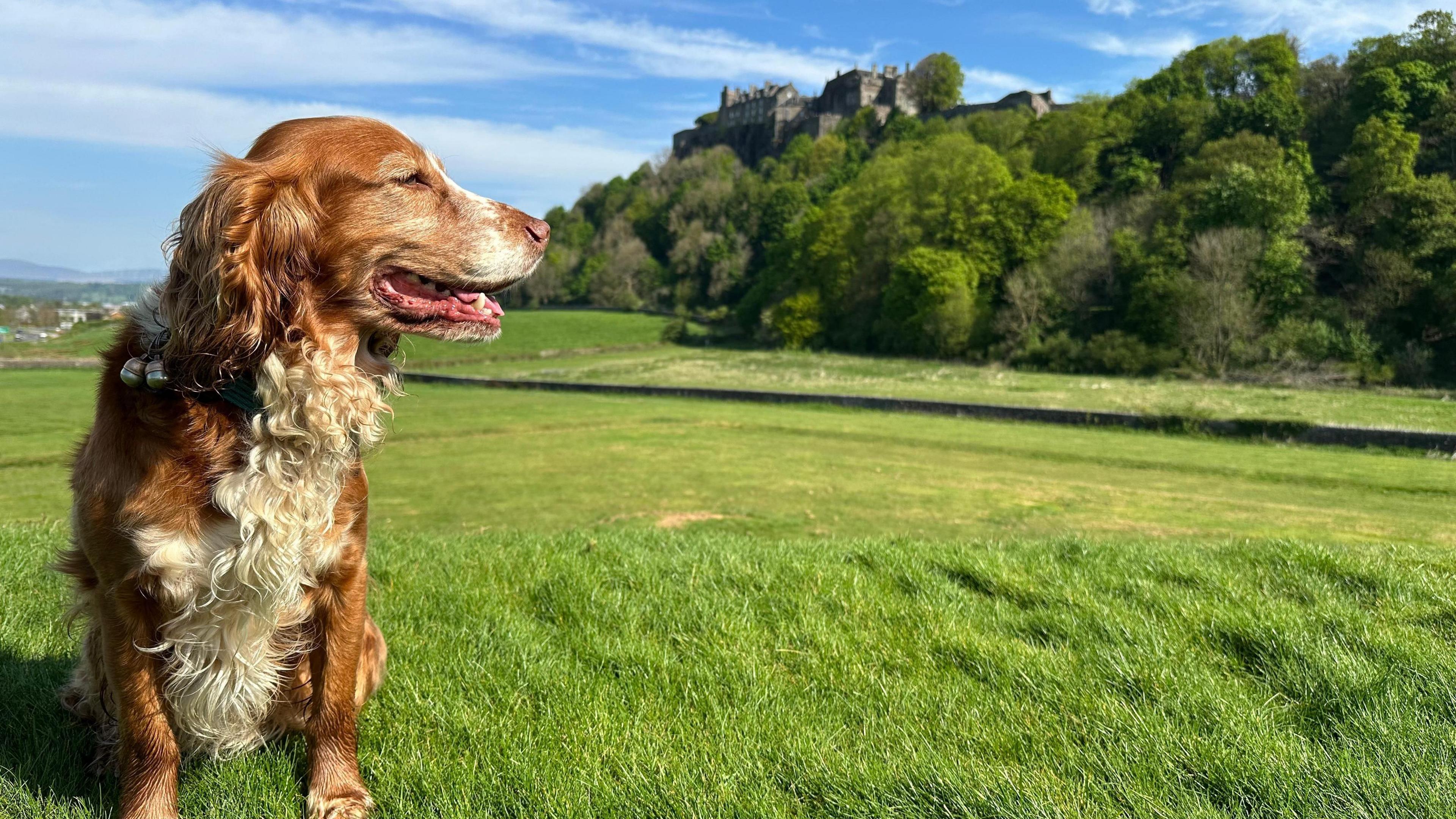 A red and white spaniel-type dog sitting on a stretch of grass - there is a row of trees in the background, atop of which sits Stirling Castle
