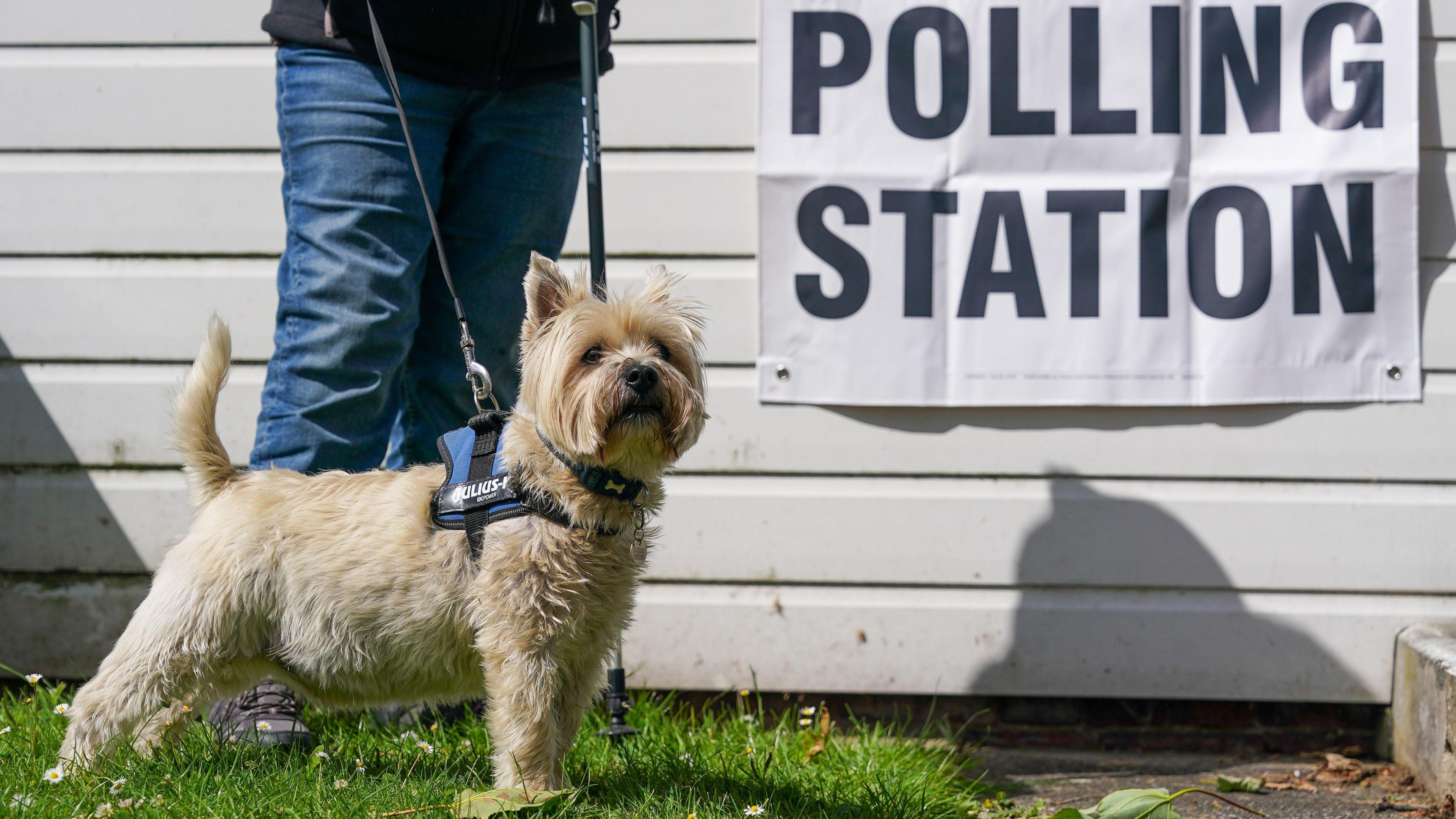 A small cream coloured dog outside by a sign for a polling station.