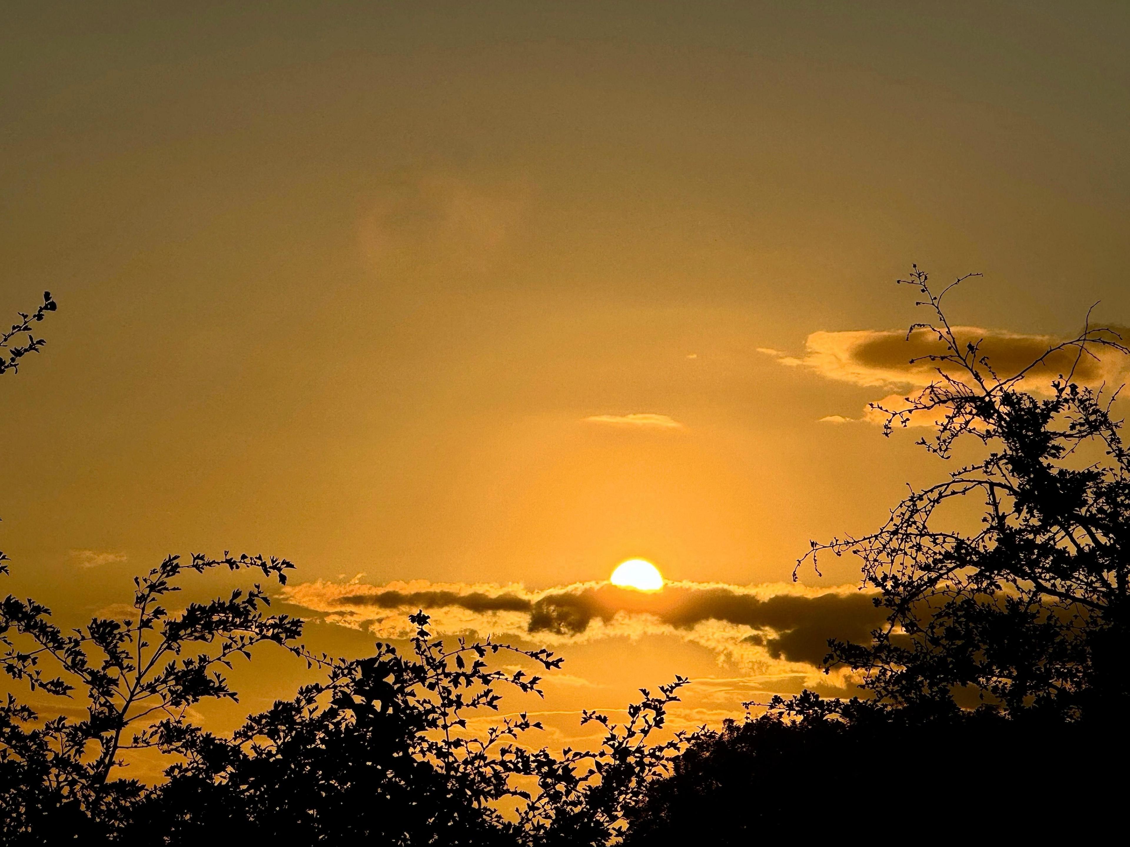 Yellow skies with the sunsetting on the clouds. 
Dark branches below the clouds 