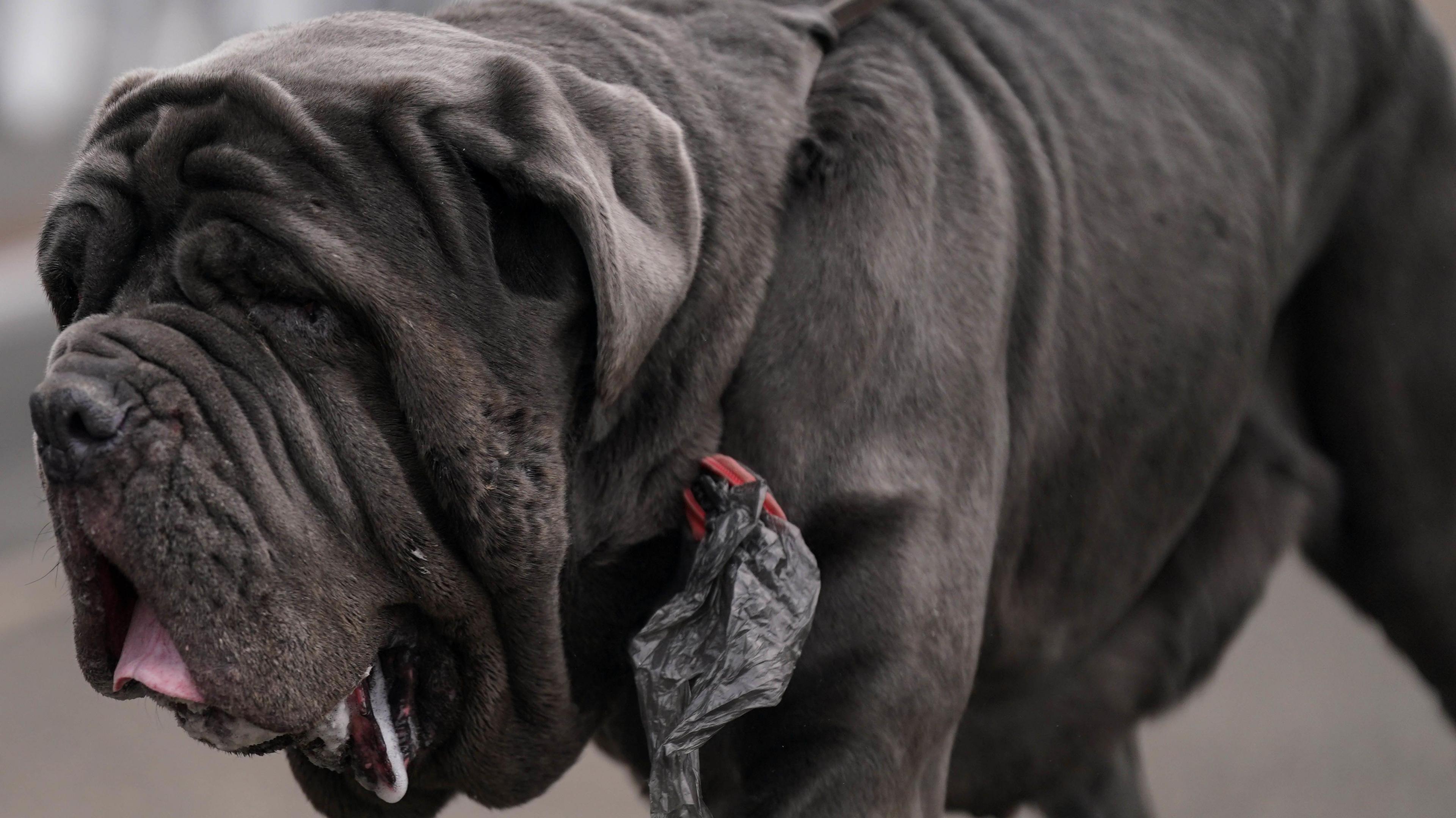 A Neapolitan Mastiff arrives on day two