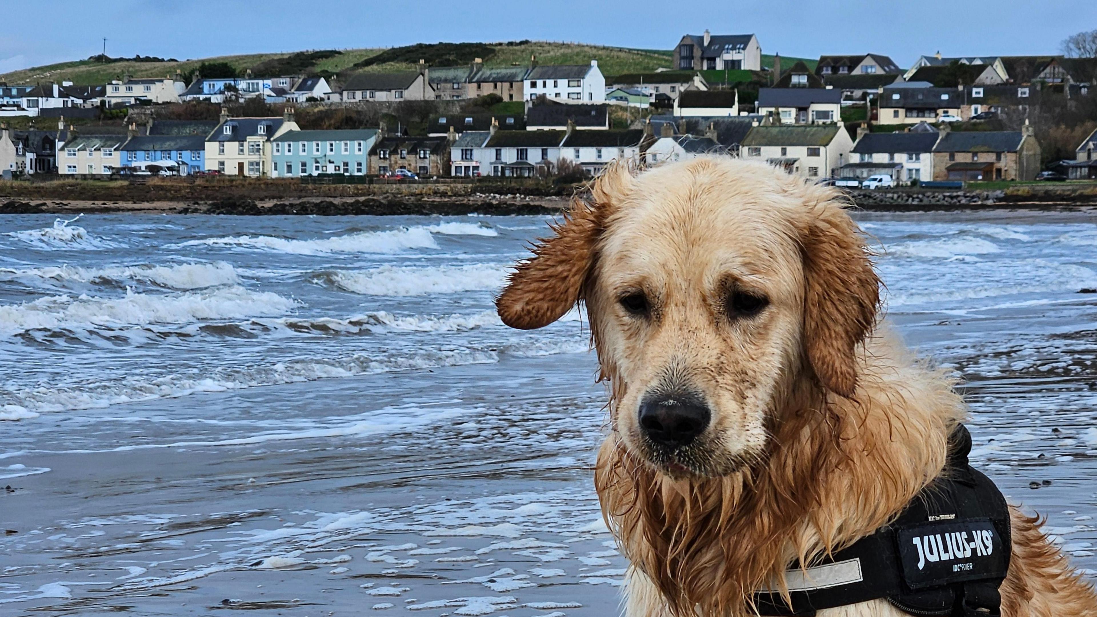 Sad dog sits on wet and windy beach